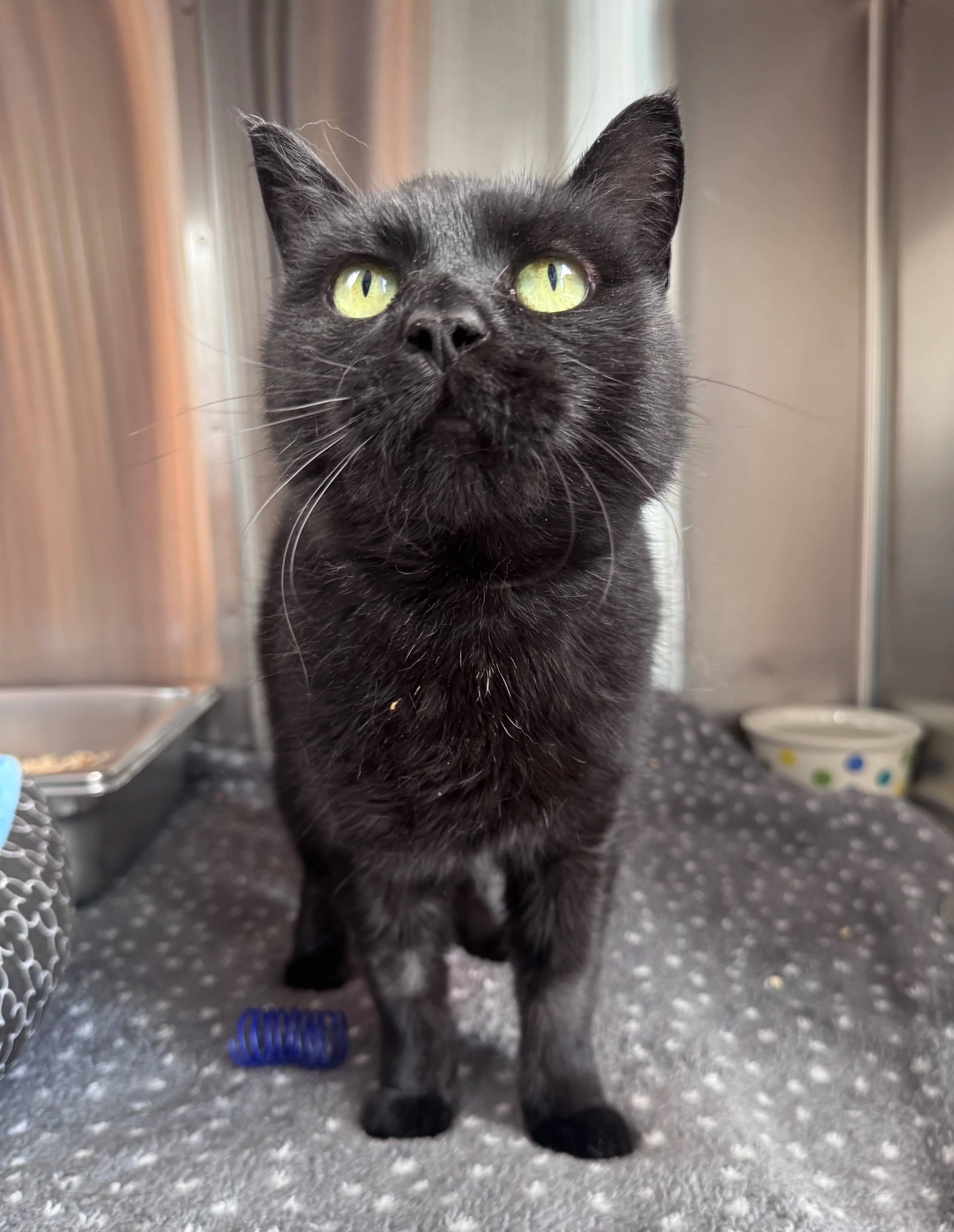 Khloe - Domestic Short Hair available for adoption