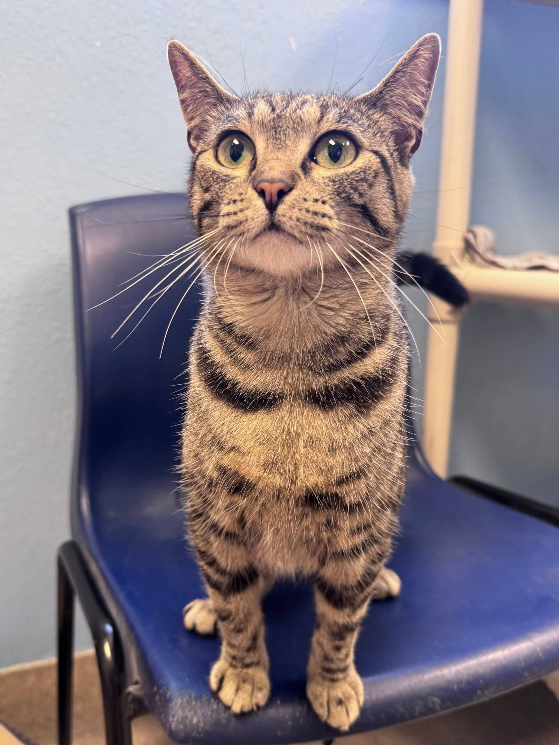 Yuki - Domestic Short Hair available for adoption