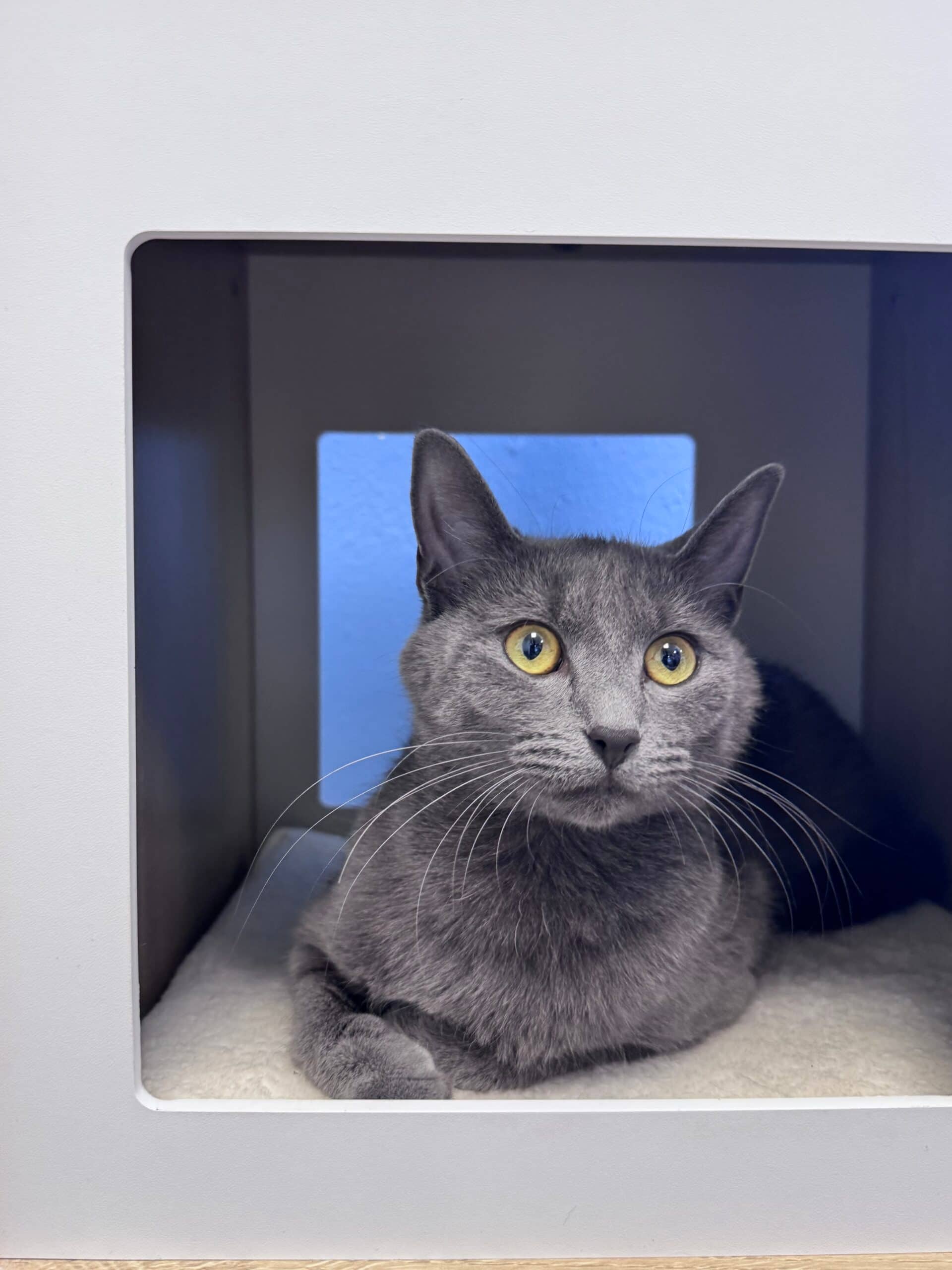 Sushi - Domestic Short Hair available for adoption