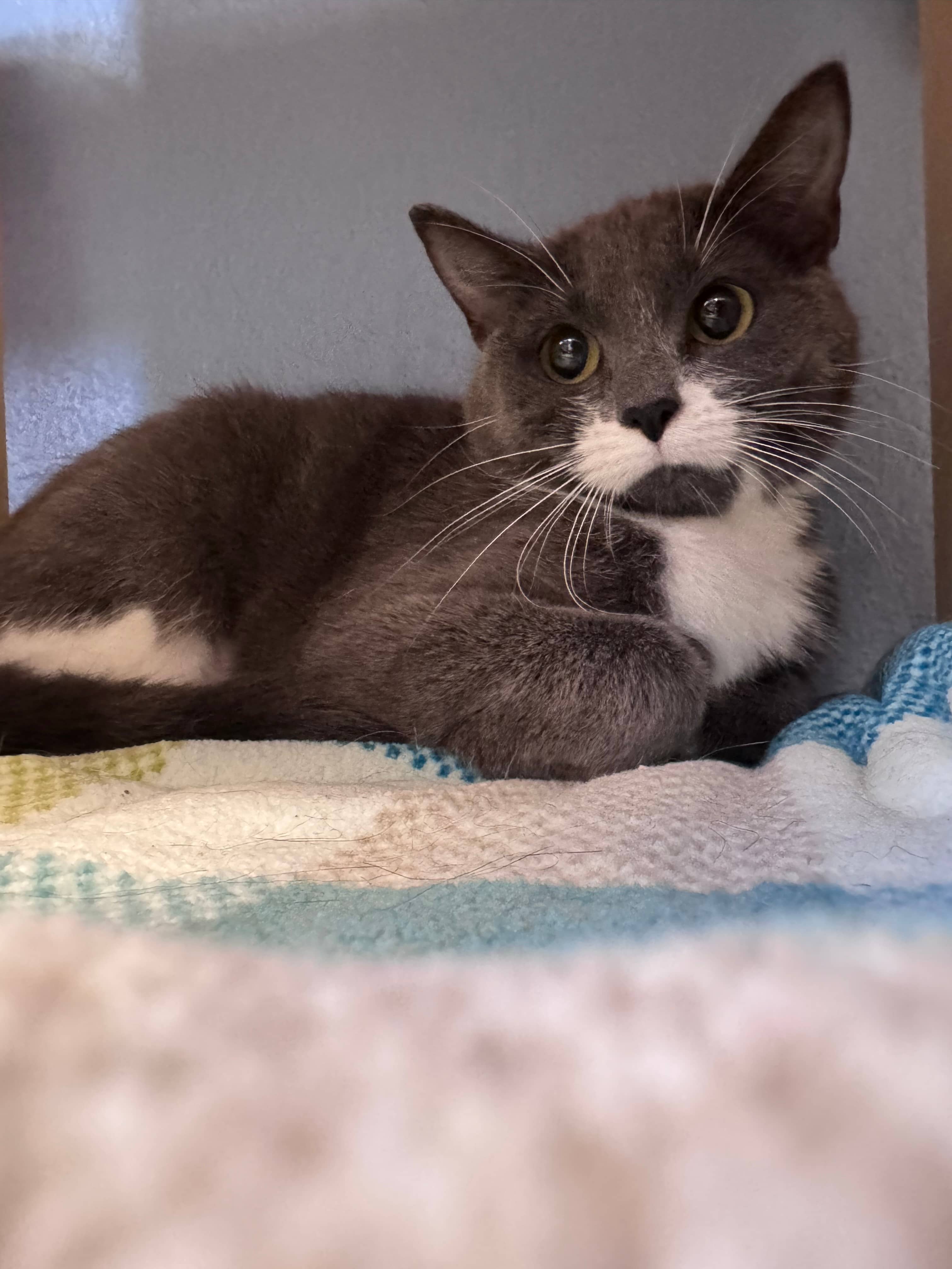 Mochi - Domestic Short Hair cat available for adoption at Central Alberta Humane Society in Calgary