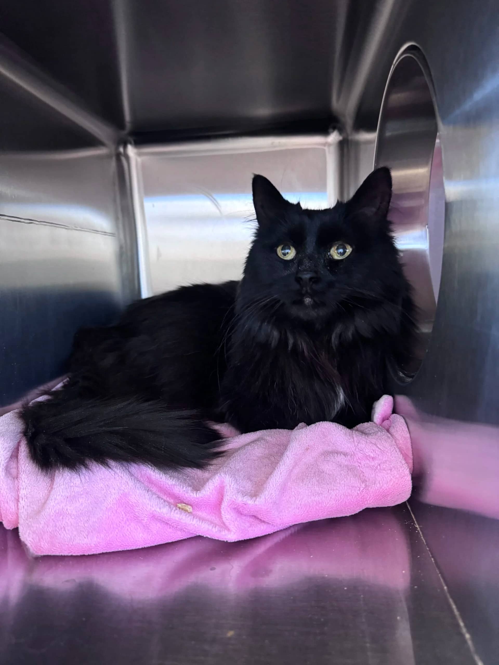 Morgan - domestic medium hair available for adoption