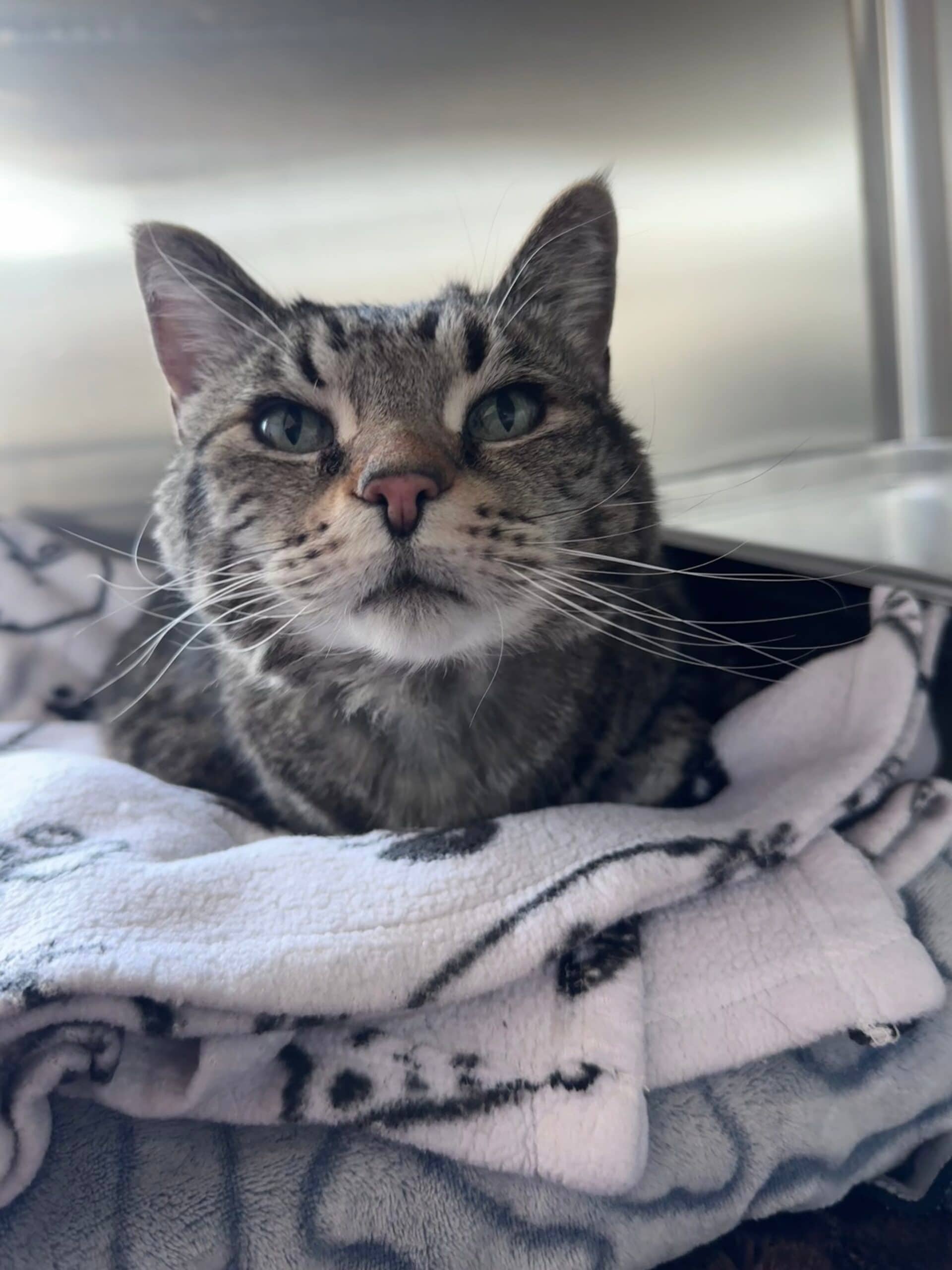 Alvin - Domestic Short Hair cat available for adoption at Central Alberta Humane Society in Calgary