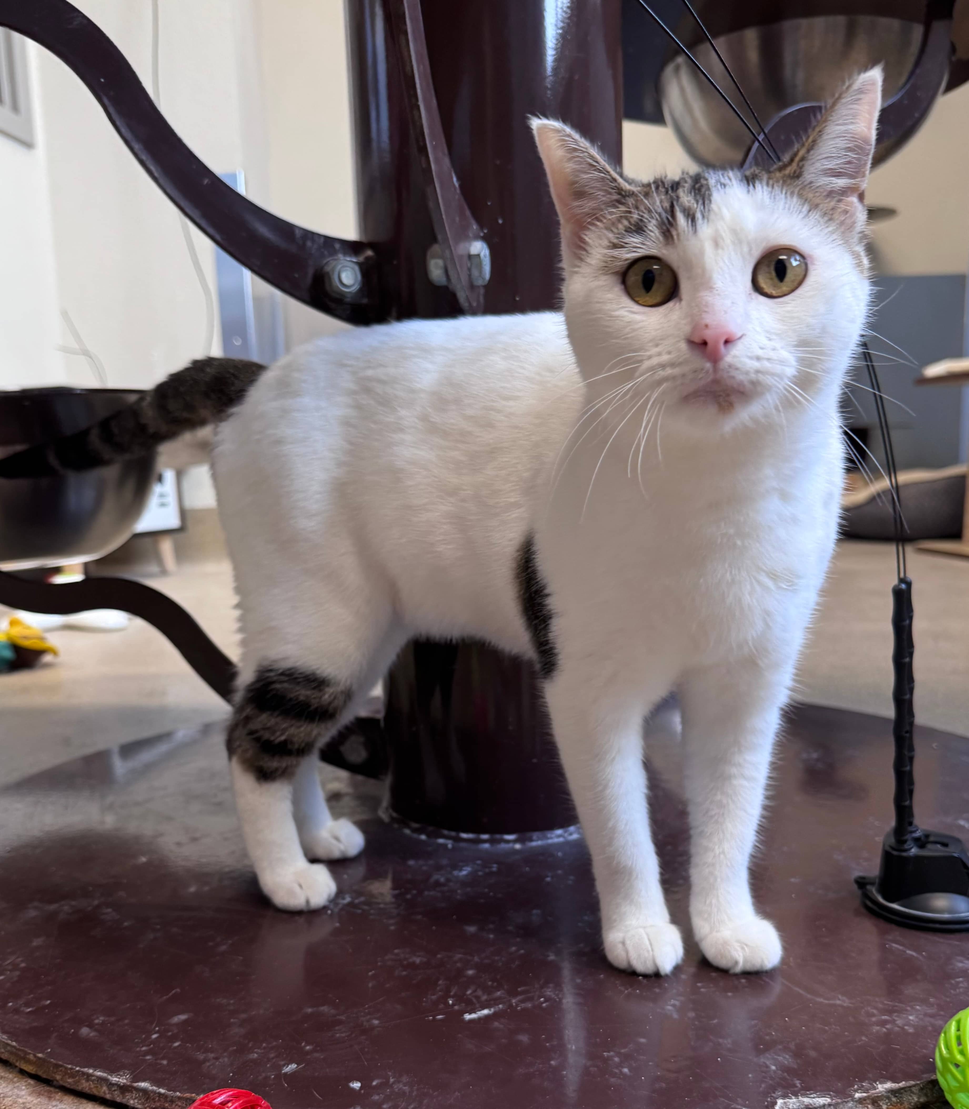 Gretchen - Domestic Short Hair available for adoption