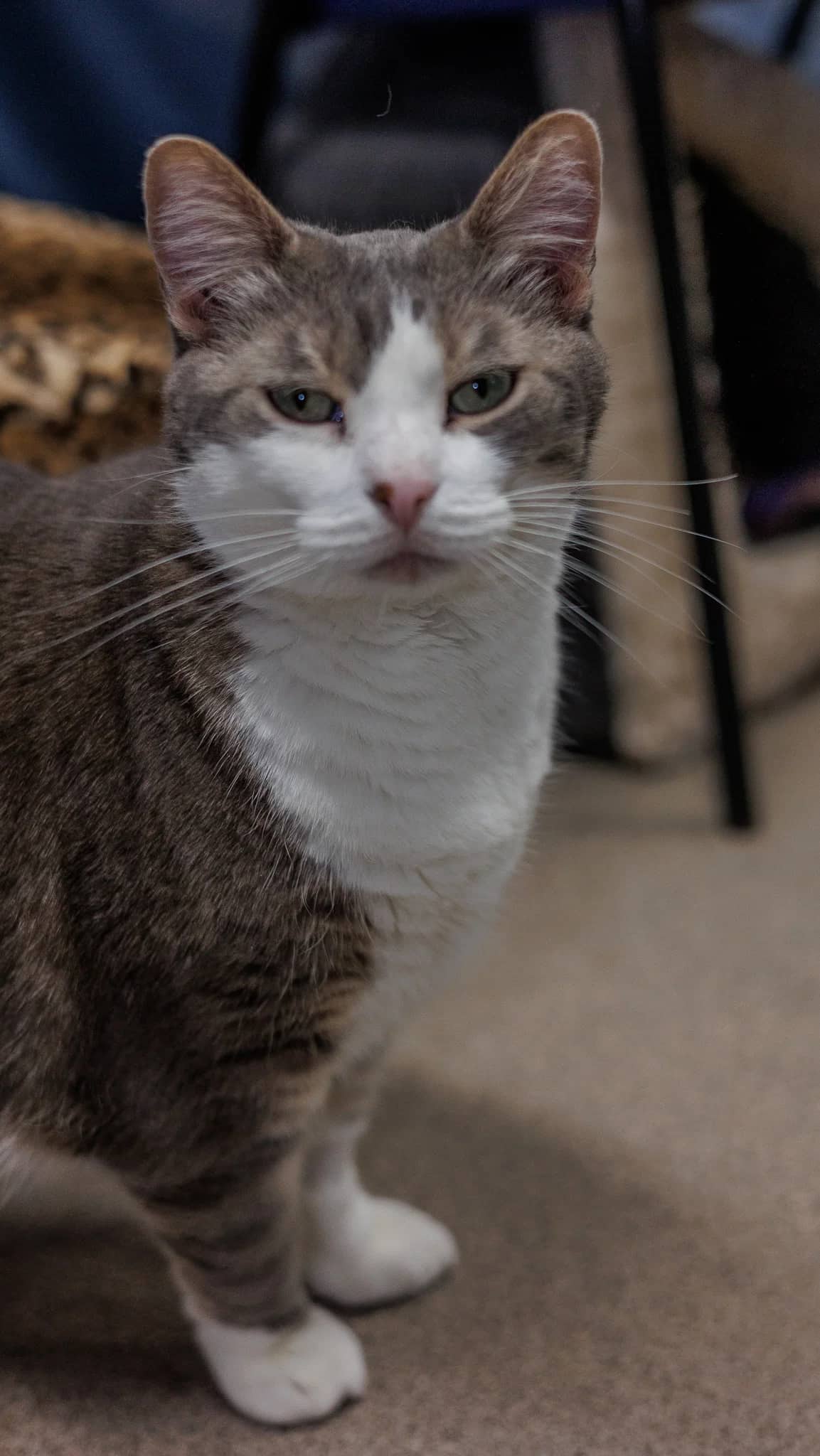 Kanga - Domestic Short Hair cat available for adoption at Central Alberta Humane Society in Red Deer