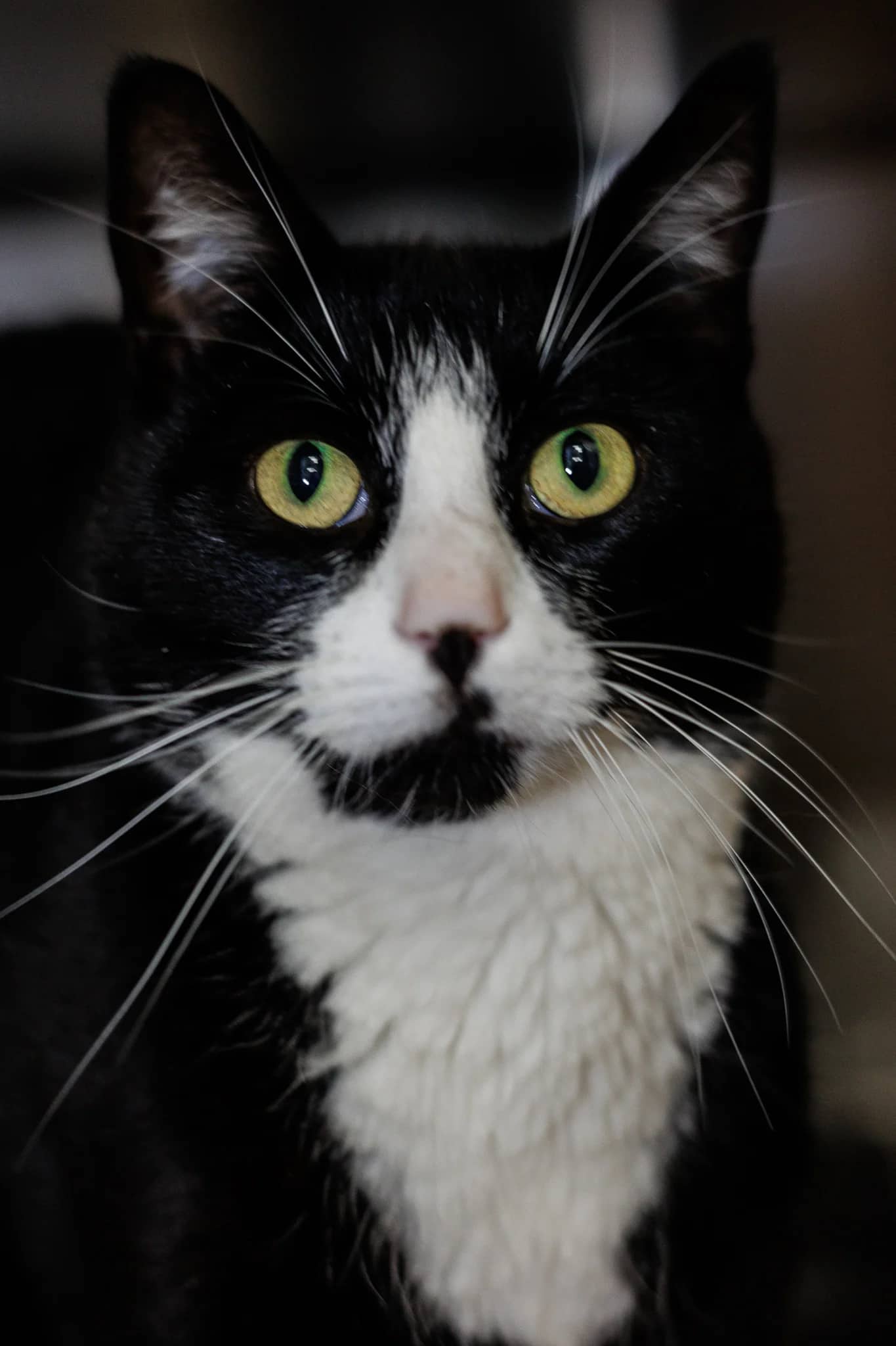 Teddy - Domestic Short Hair cat available for adoption at Central Alberta Humane Society in Red Deer