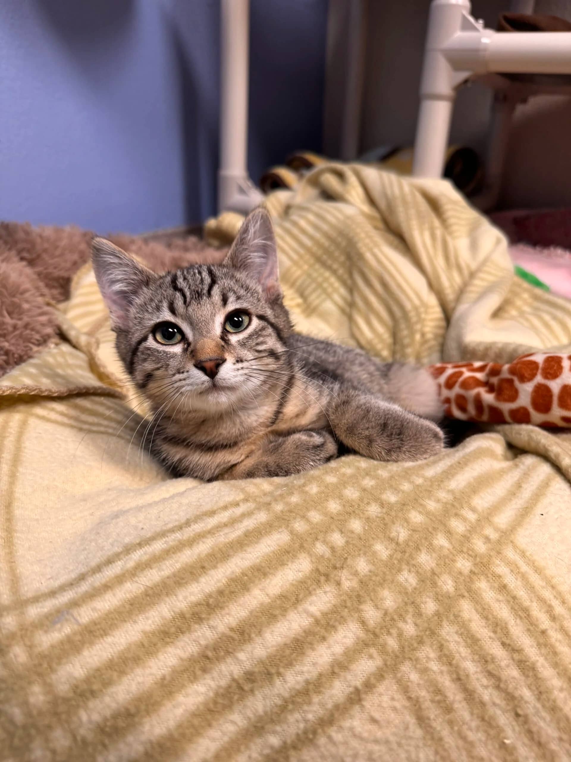 Magneto - Free 6-Week Petsecure Trial Insurance cat available for adoption at Central Alberta Humane Society in Red Deer