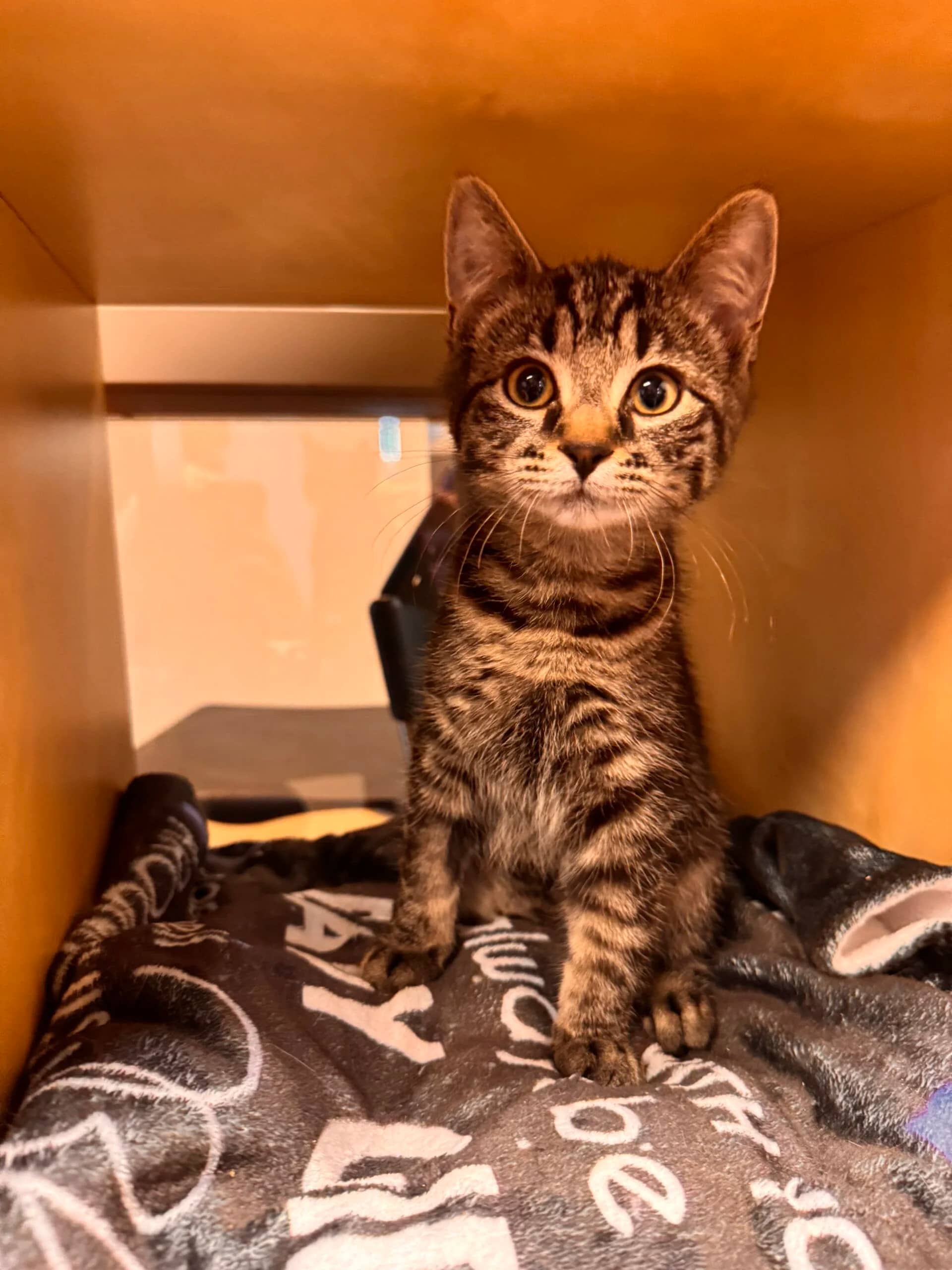 Storm - Domestic Short Hair cat available for adoption at Central Alberta Humane Society in Red Deer