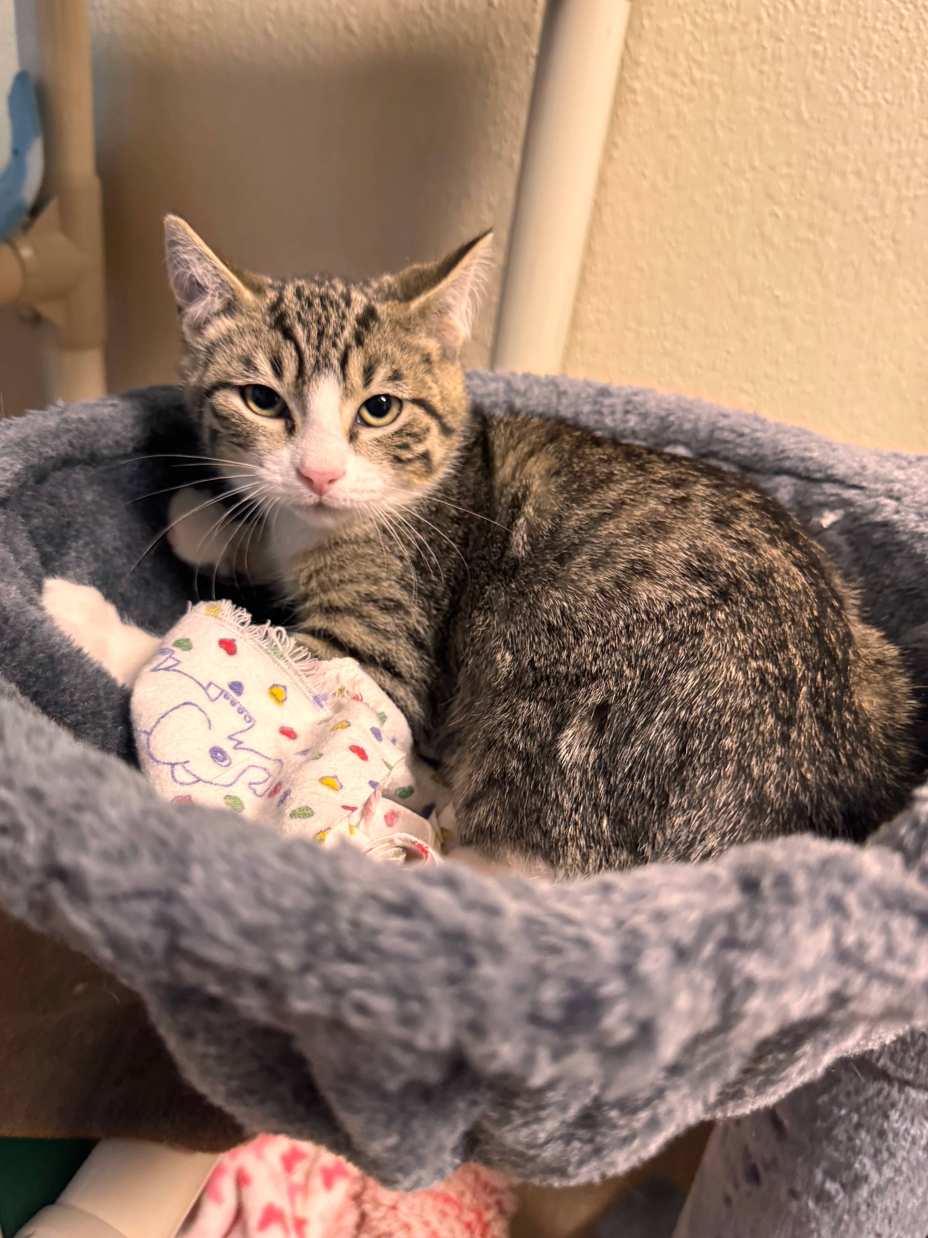Mystique - Domestic Short Hair available for adoption