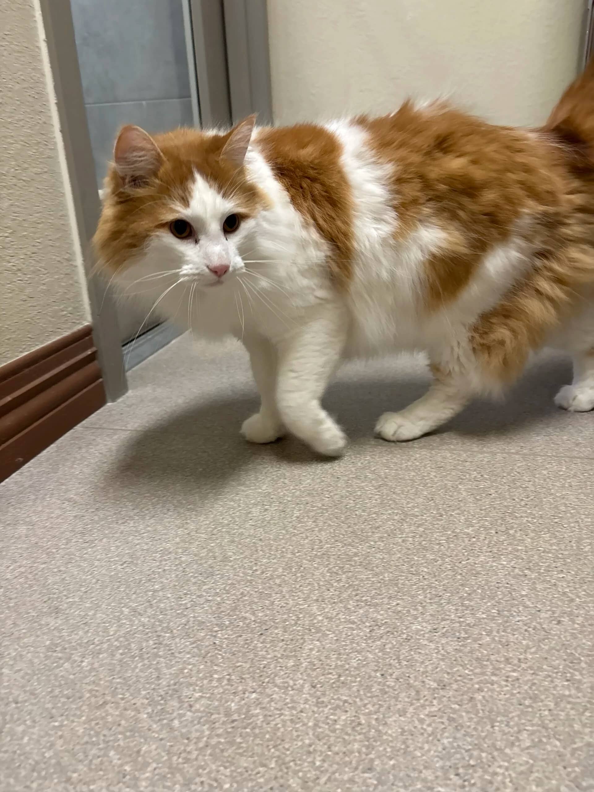 King Julian - Domestic Medium Hair cat available for adoption at Central Alberta Humane Society in Red Deer