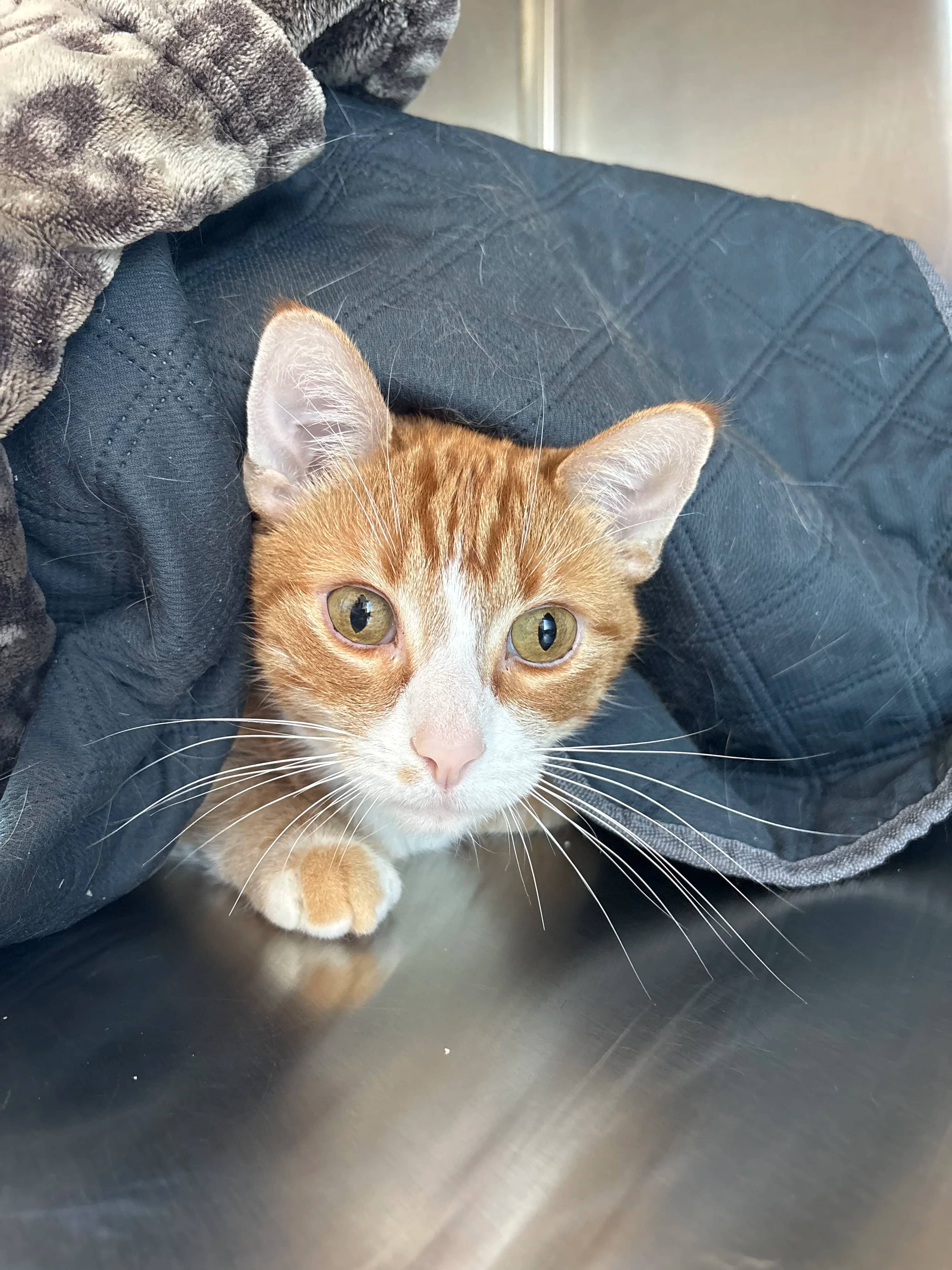 Spazzy - Domestic Short Hair cat available for adoption at Central Alberta Humane Society in Red Deer