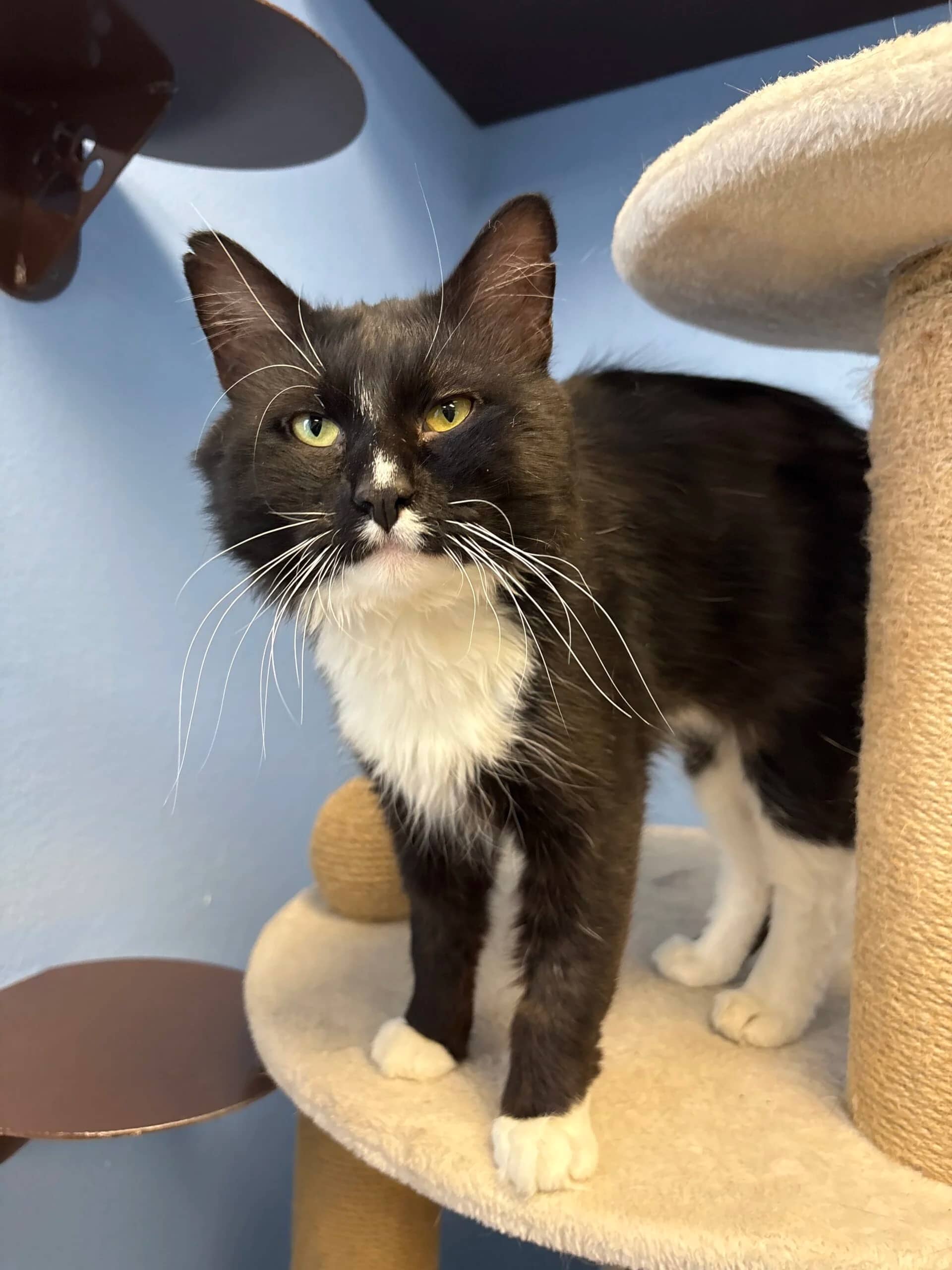 Marshal - Domestic Medium Hair cat available for adoption at Central Alberta Humane Society in Red Deer