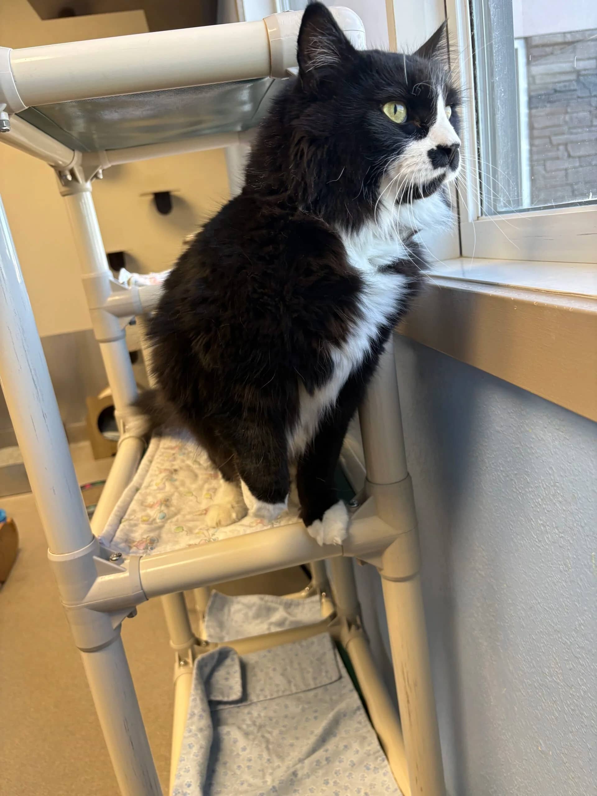 Winston - Domestic Short Hair cat available for adoption at Central Alberta Humane Society in Red Deer