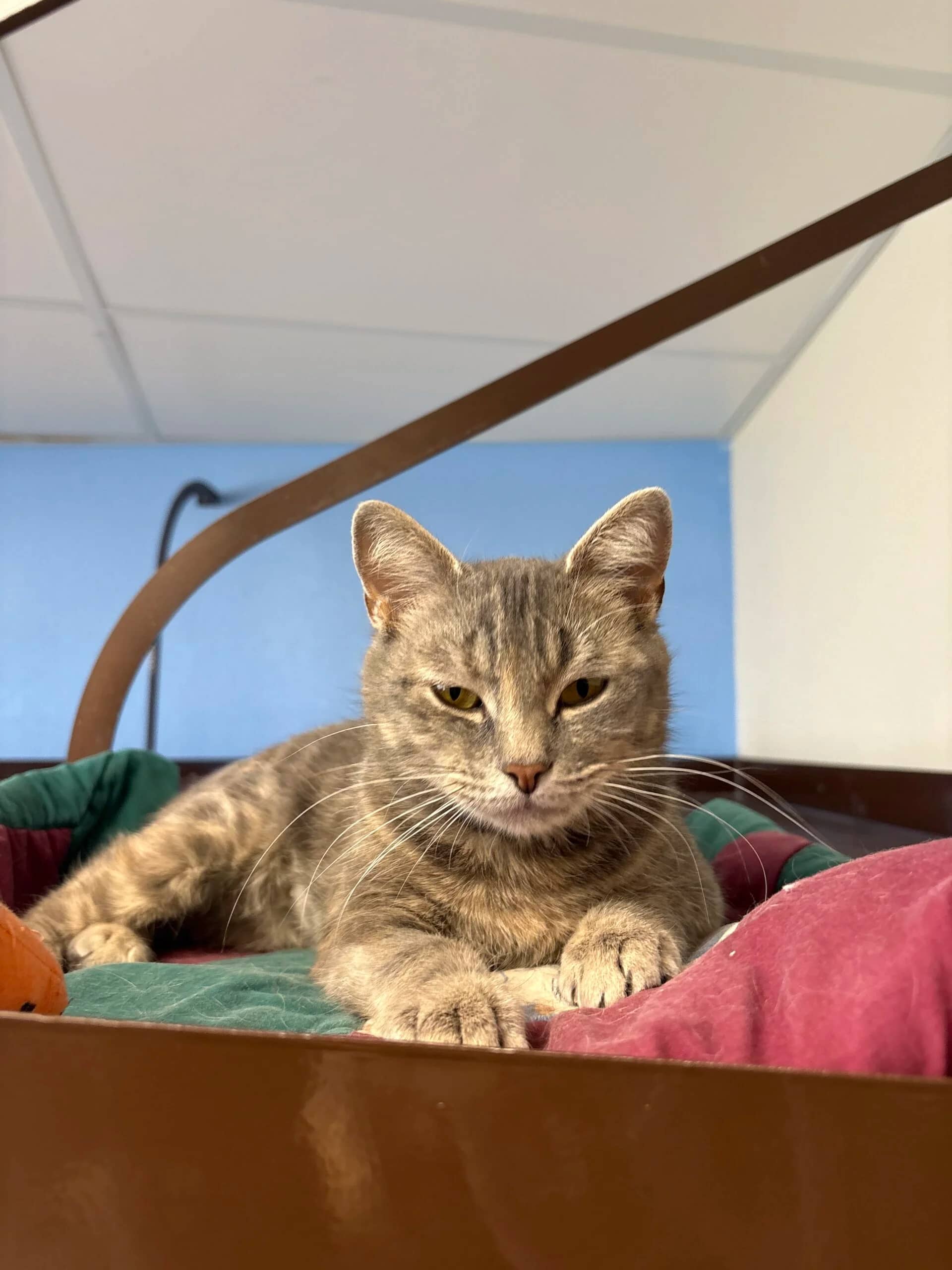 Jolie - Domestic Short Hair available for adoption