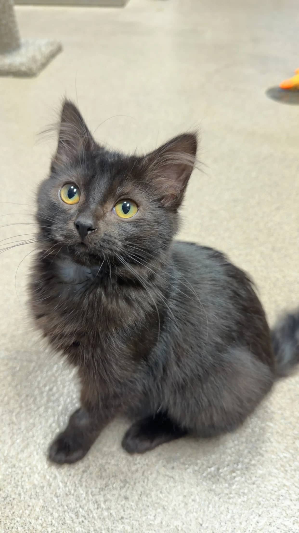 Midge - Domestic Long Hair available for adoption