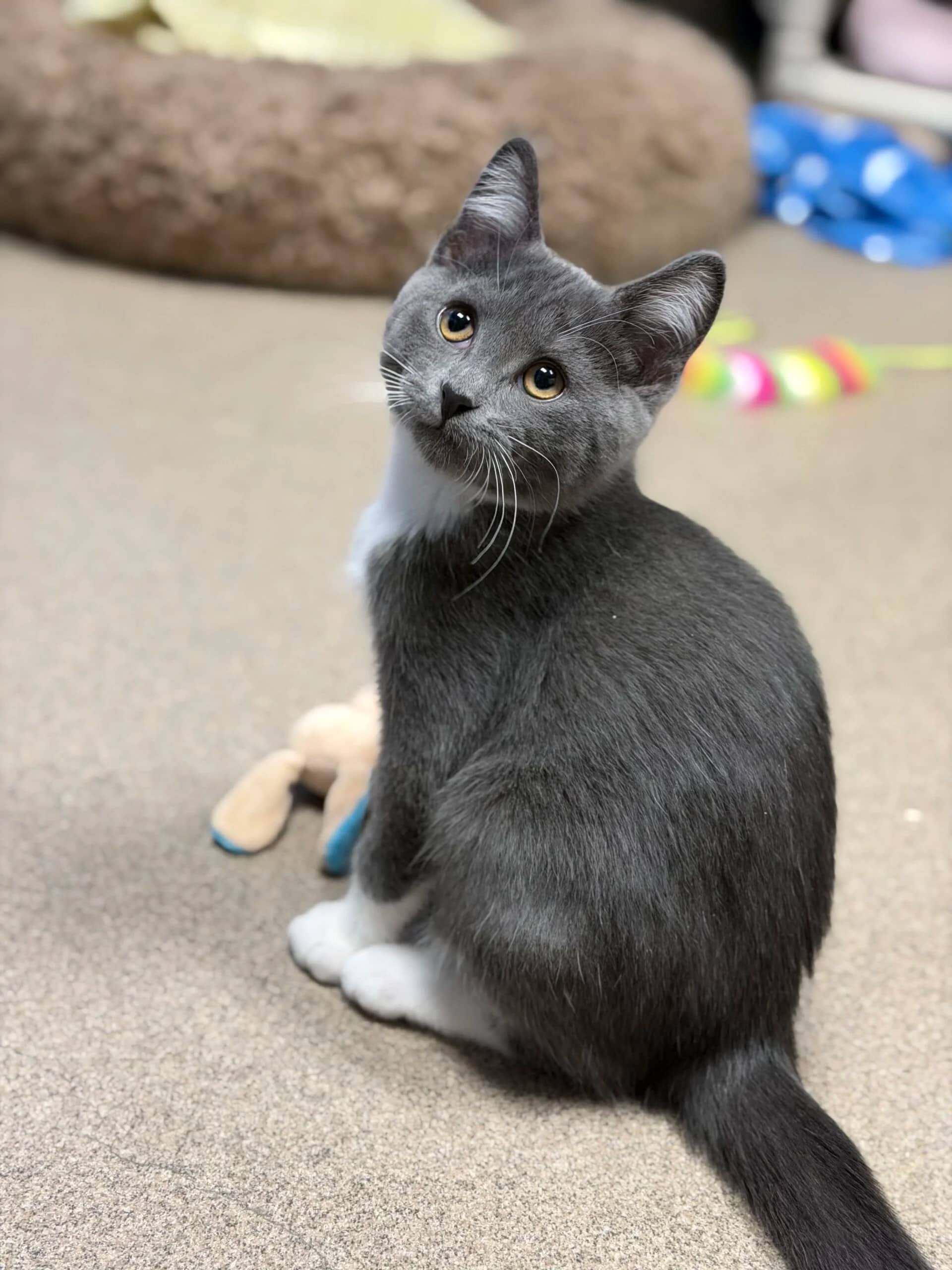 Jazzy - Domestic Short Hair available for adoption