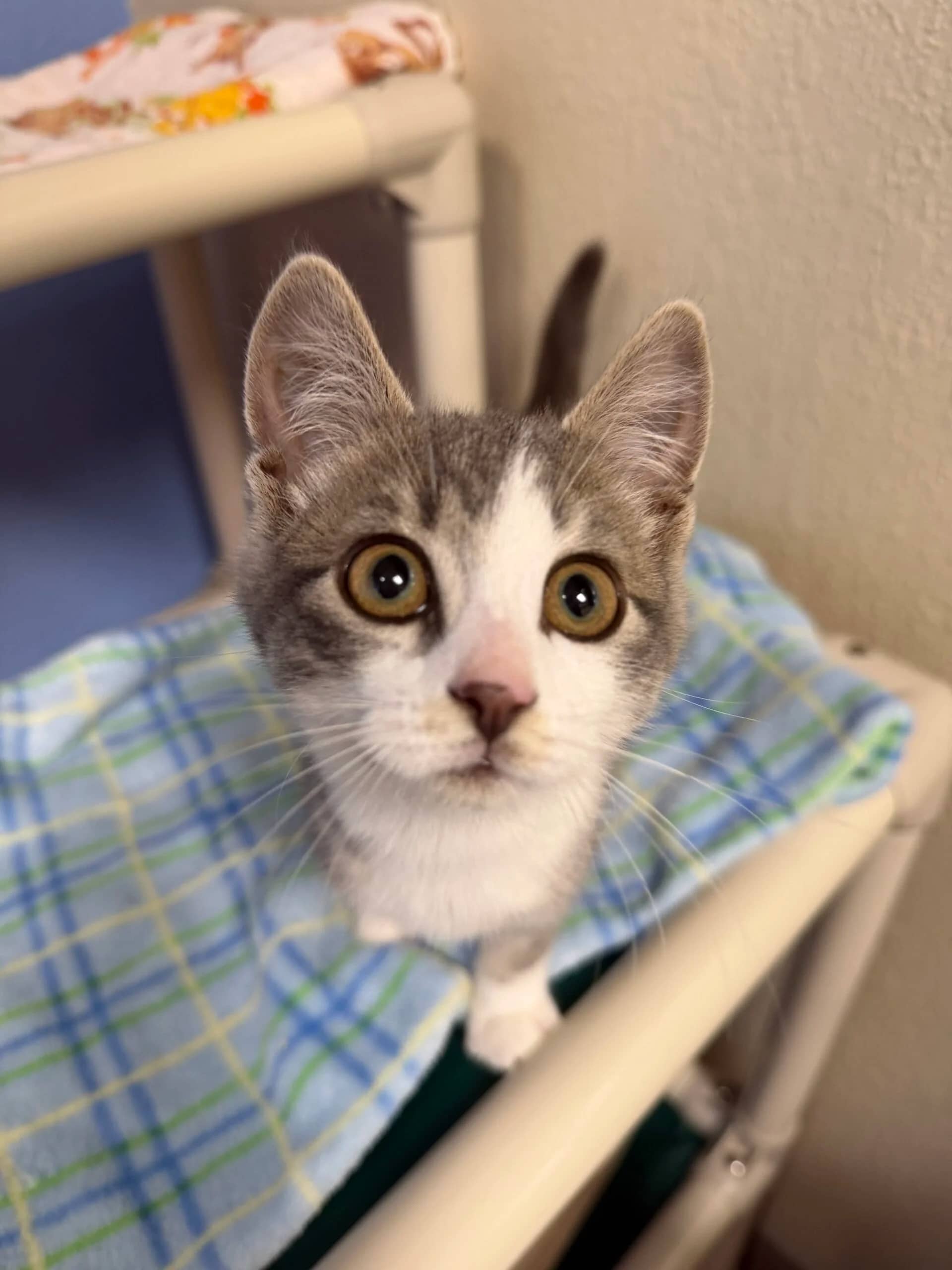 Peanut - Domestic Short Hair available for adoption