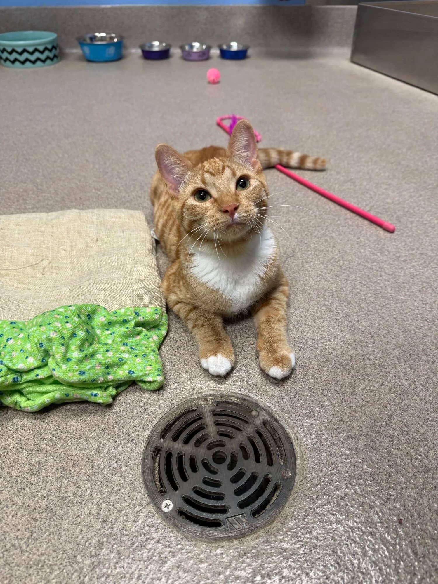 Tasha - Domestic Short Hair available for adoption