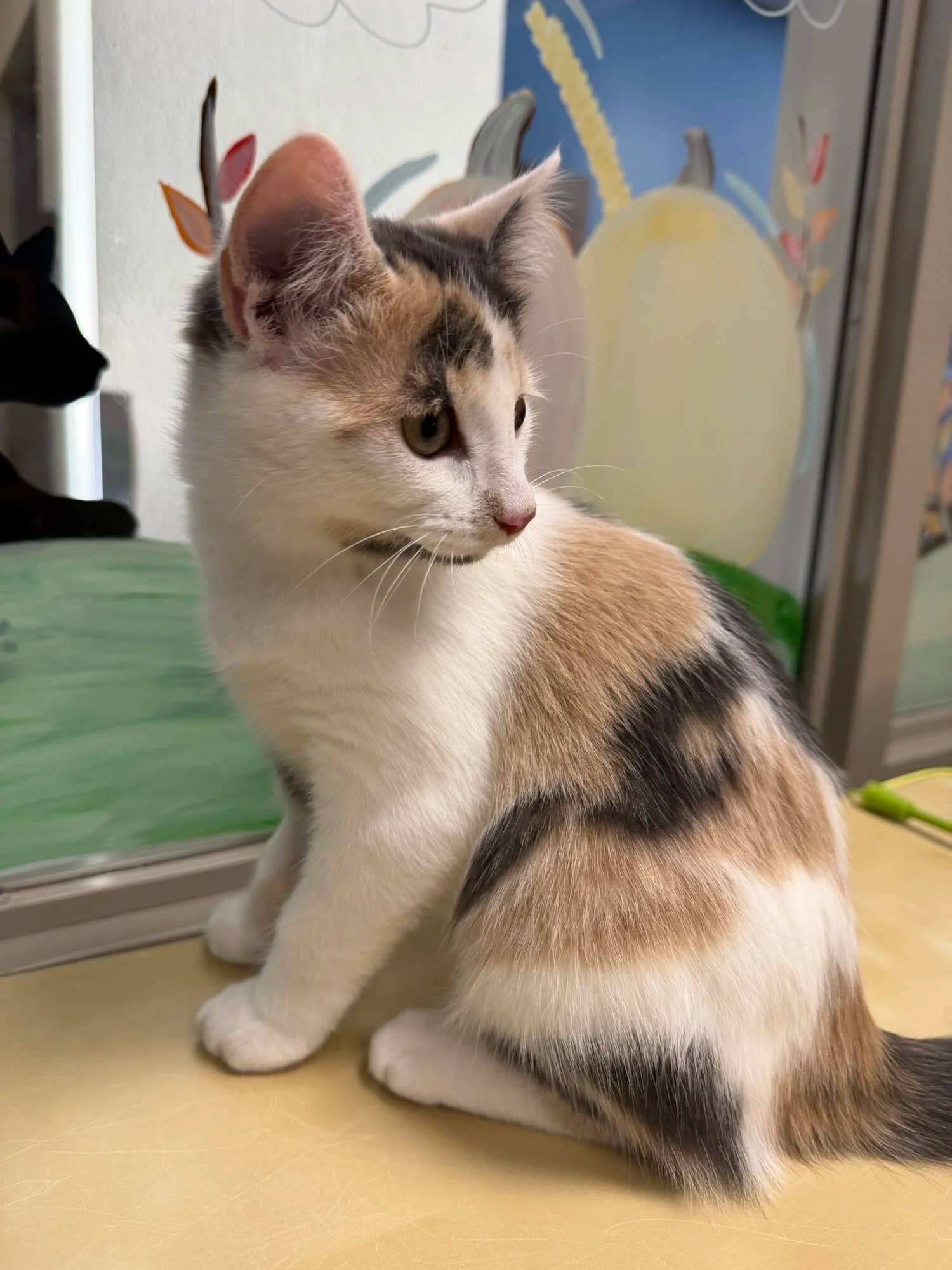 Drizella - Domestic Short Hair available for adoption