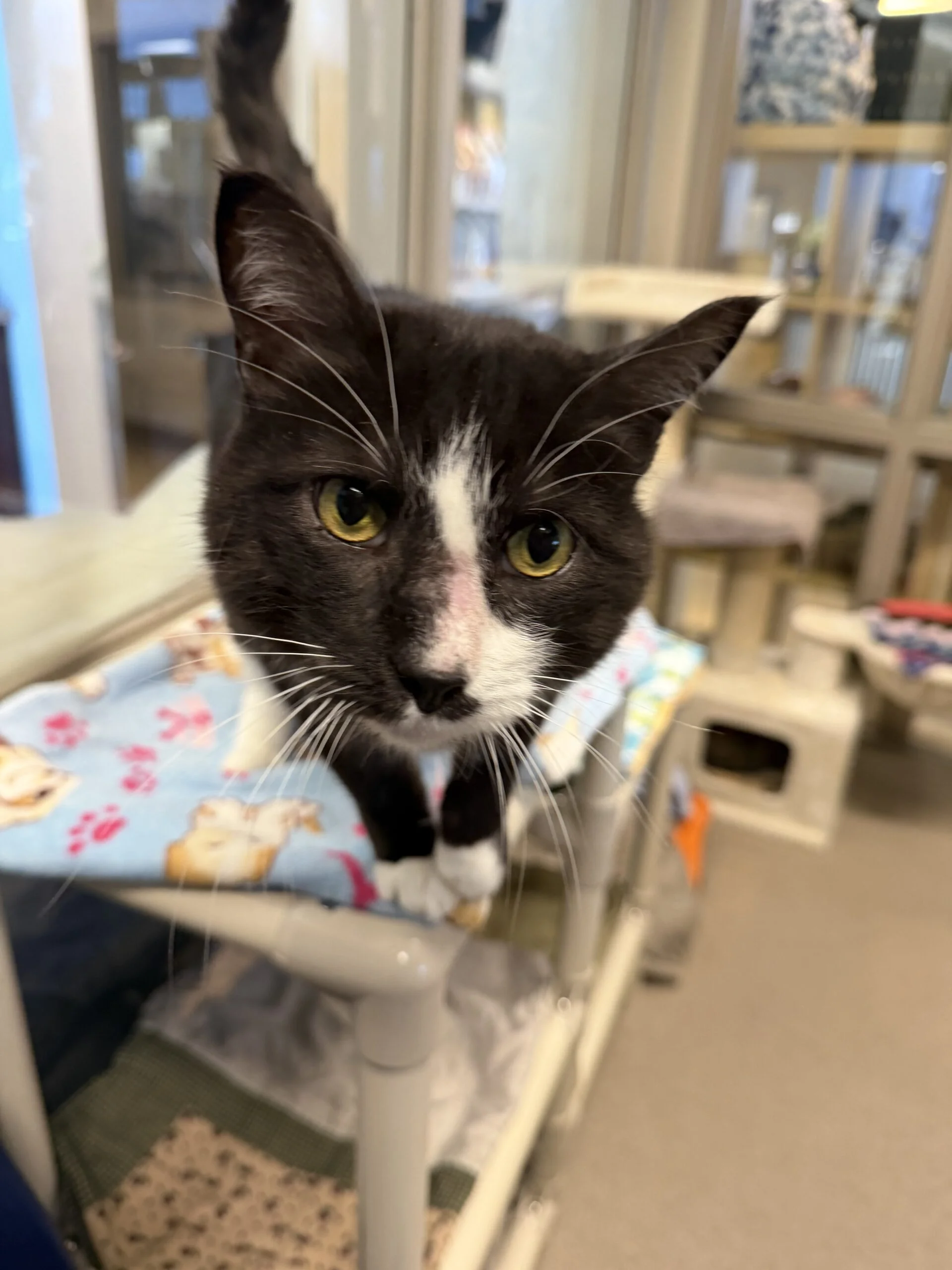 Brock - Domestic Short Hair available for adoption