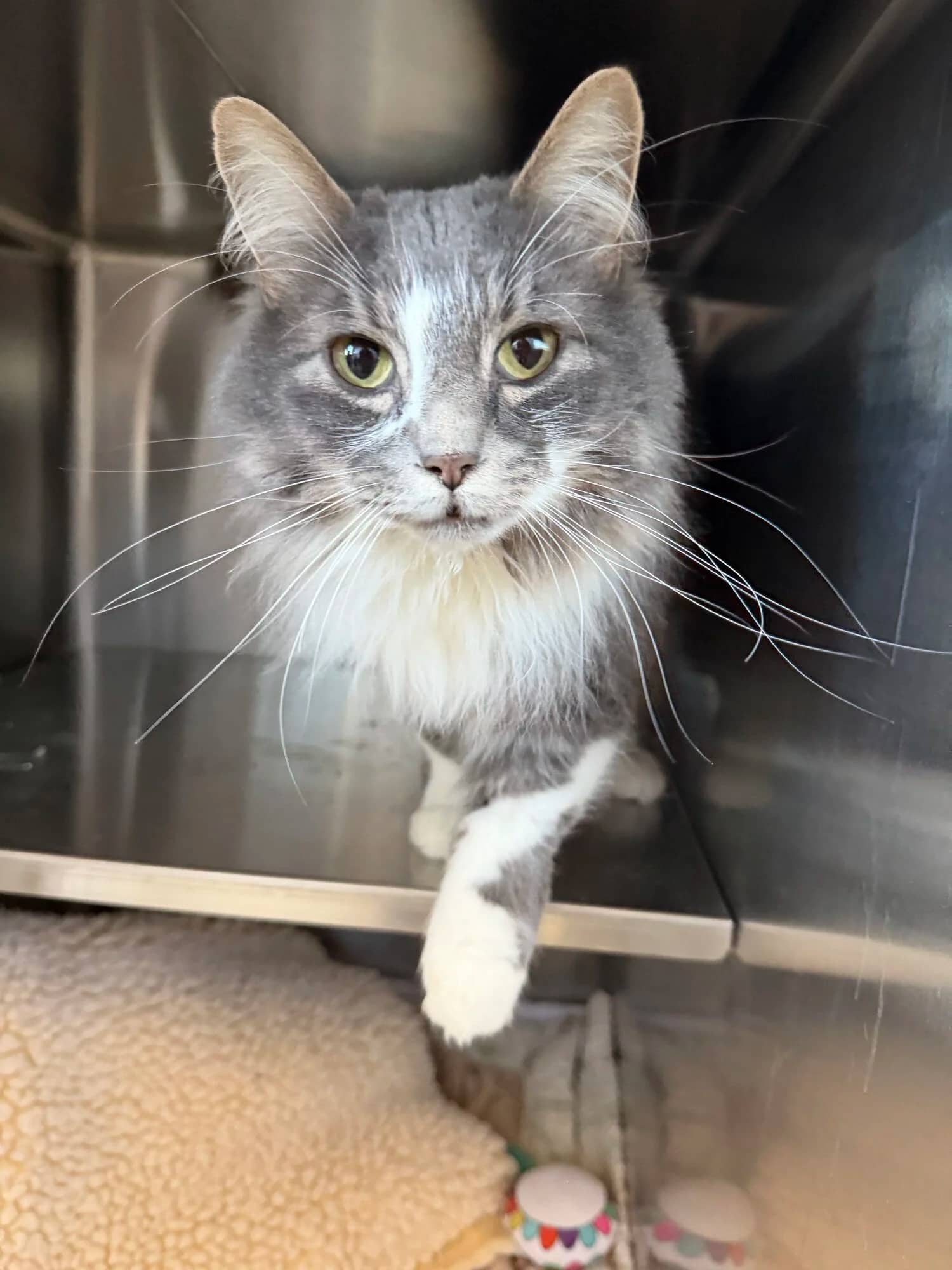 Karai - Domestic Long Hair available for adoption