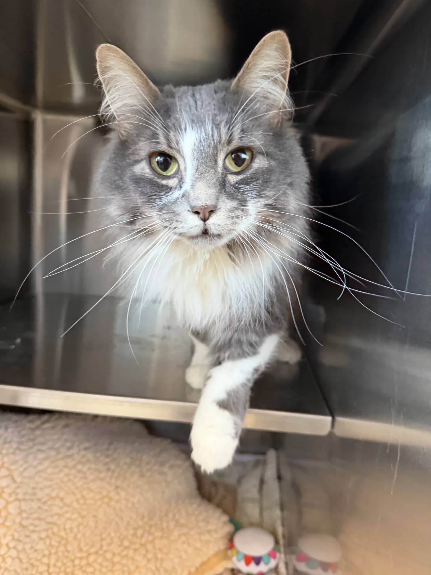 Karai - Domestic Long Hair available for adoption