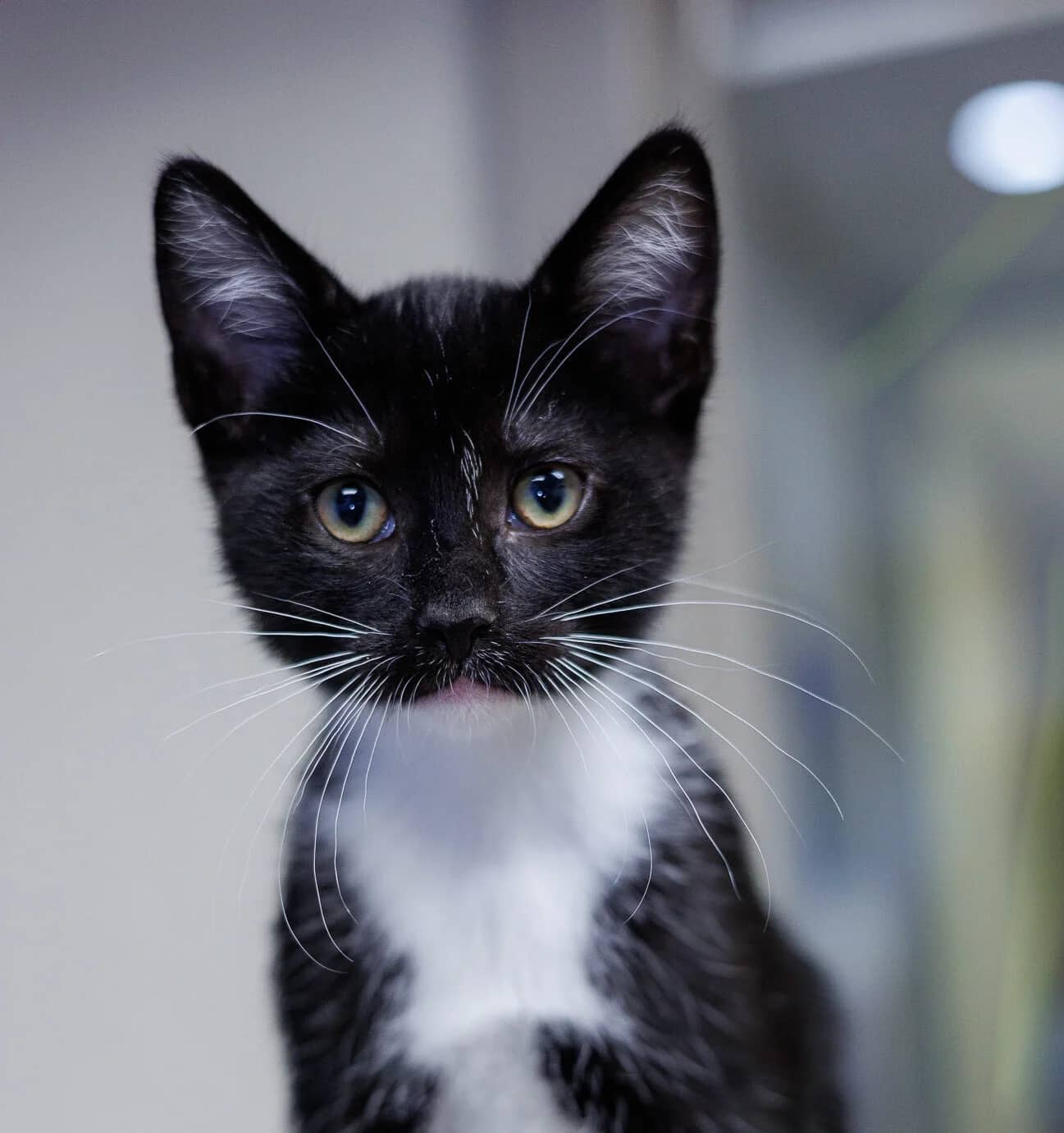 Mittens - Domestic Short Hair cat available for adoption at Central Alberta Humane Society in Red Deer