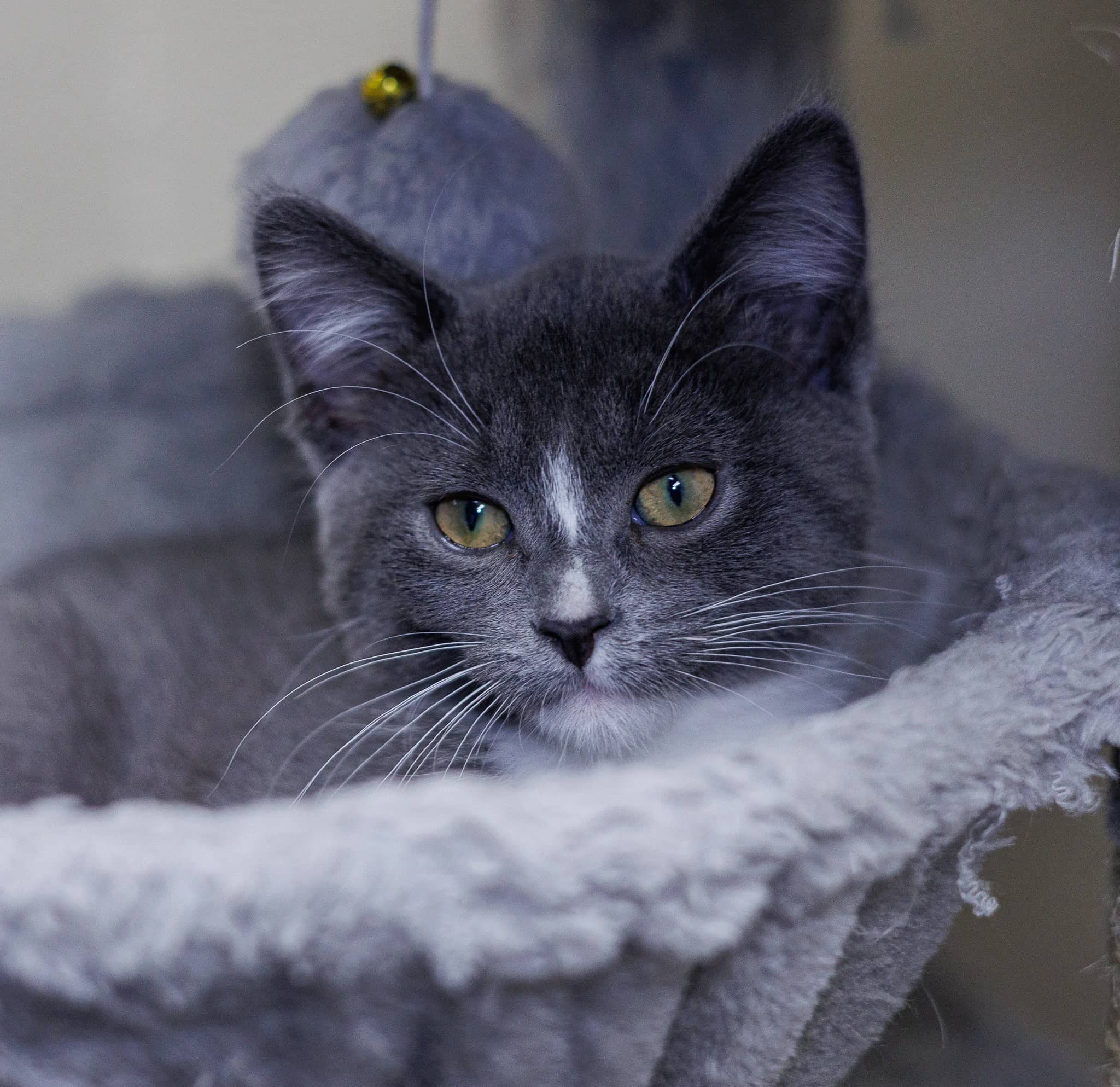 Sparkle - Domestic Short Hair available for adoption