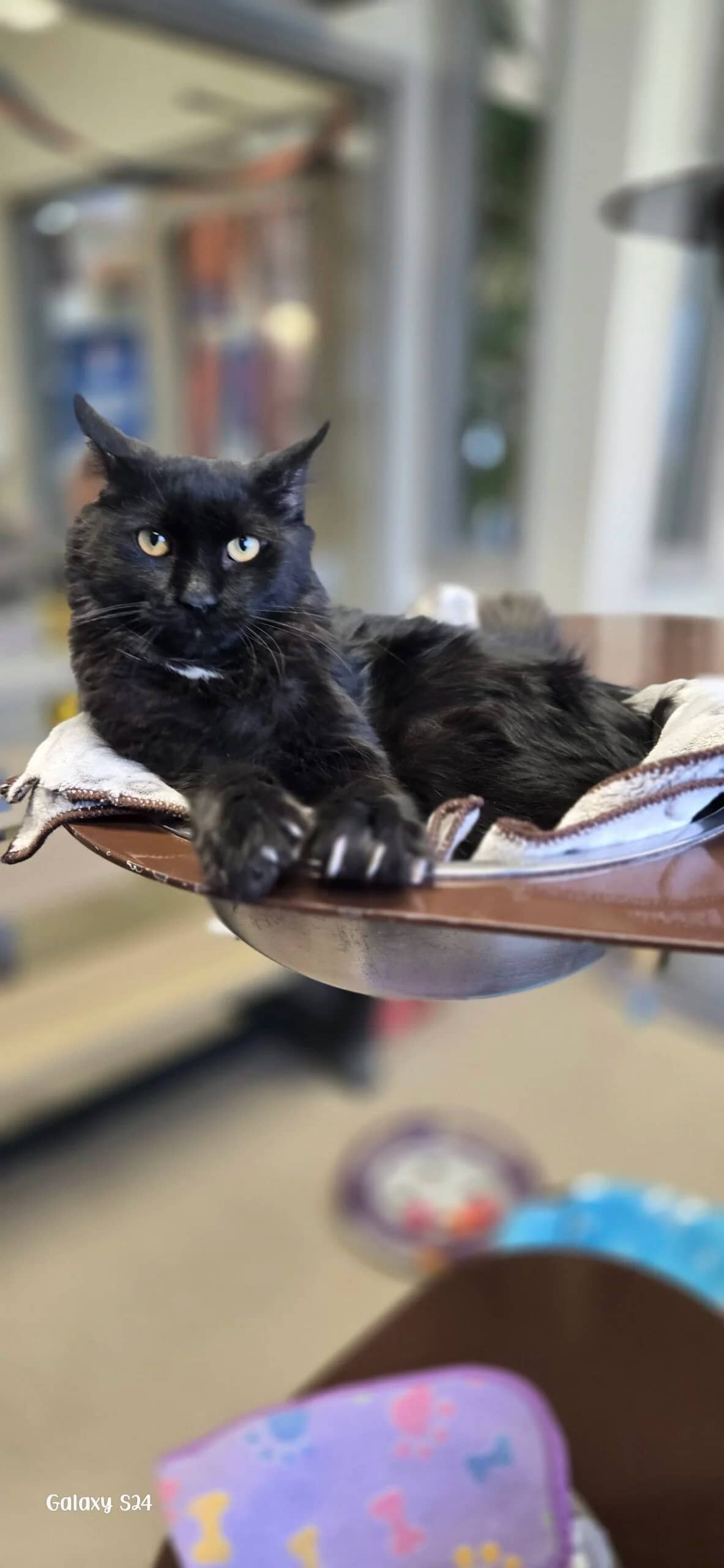 Cobweb - Domestic Medium Hair cat available for adoption at Central Alberta Humane Society in Red Deer