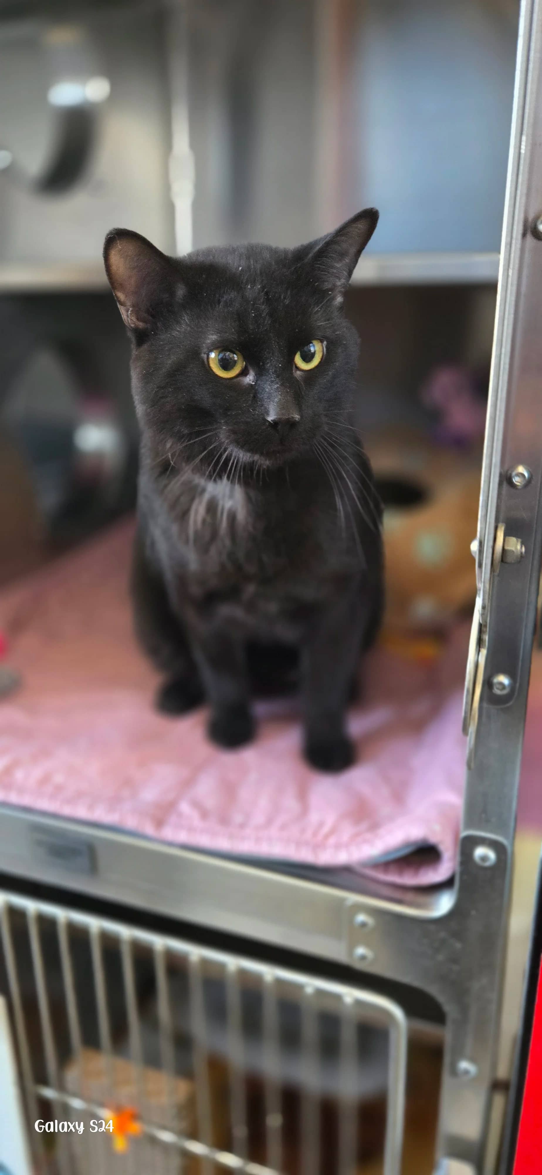 Bagheera - Domestic Short Hair cat available for adoption at Central Alberta Humane Society in Red Deer