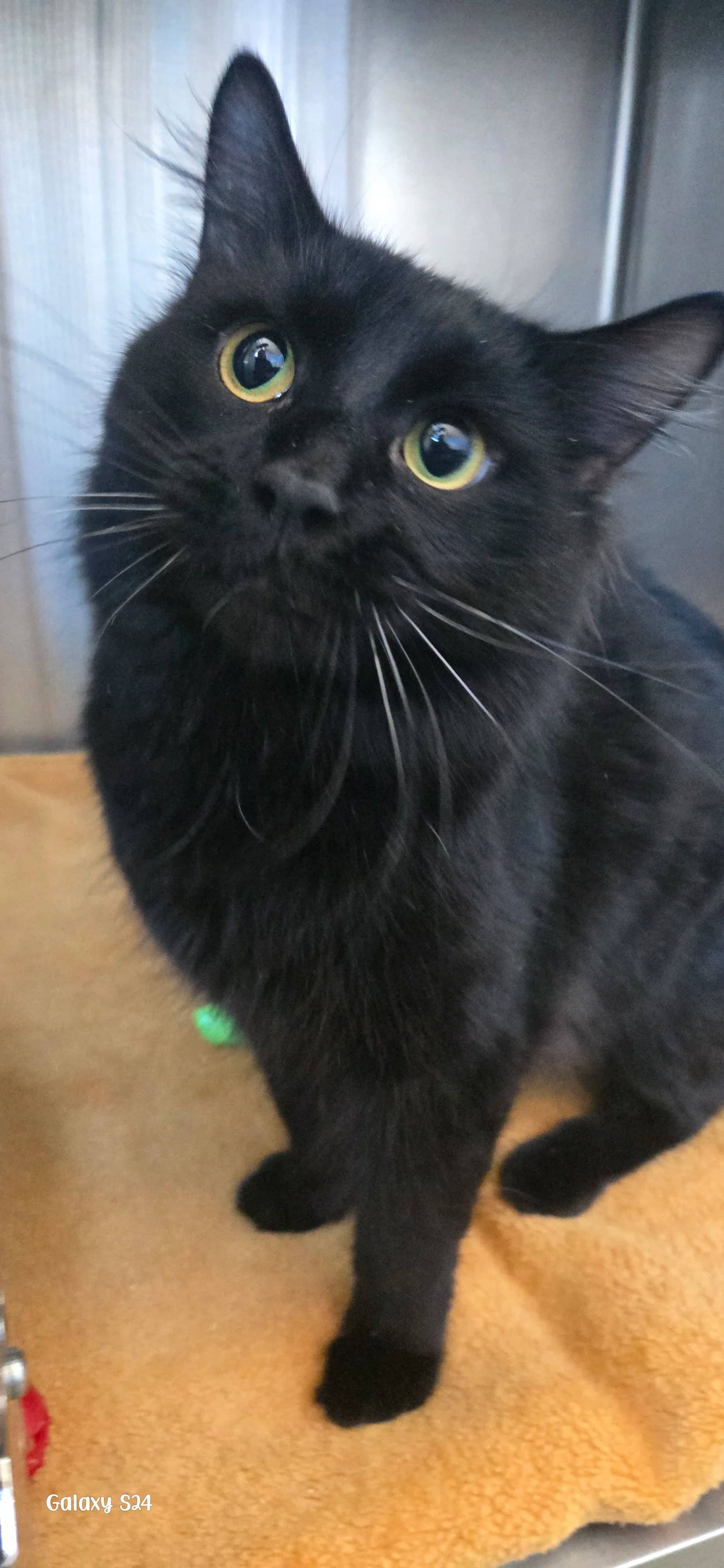Licorice - Domestic Medium Hair cat available for adoption at Central Alberta Humane Society in Red Deer