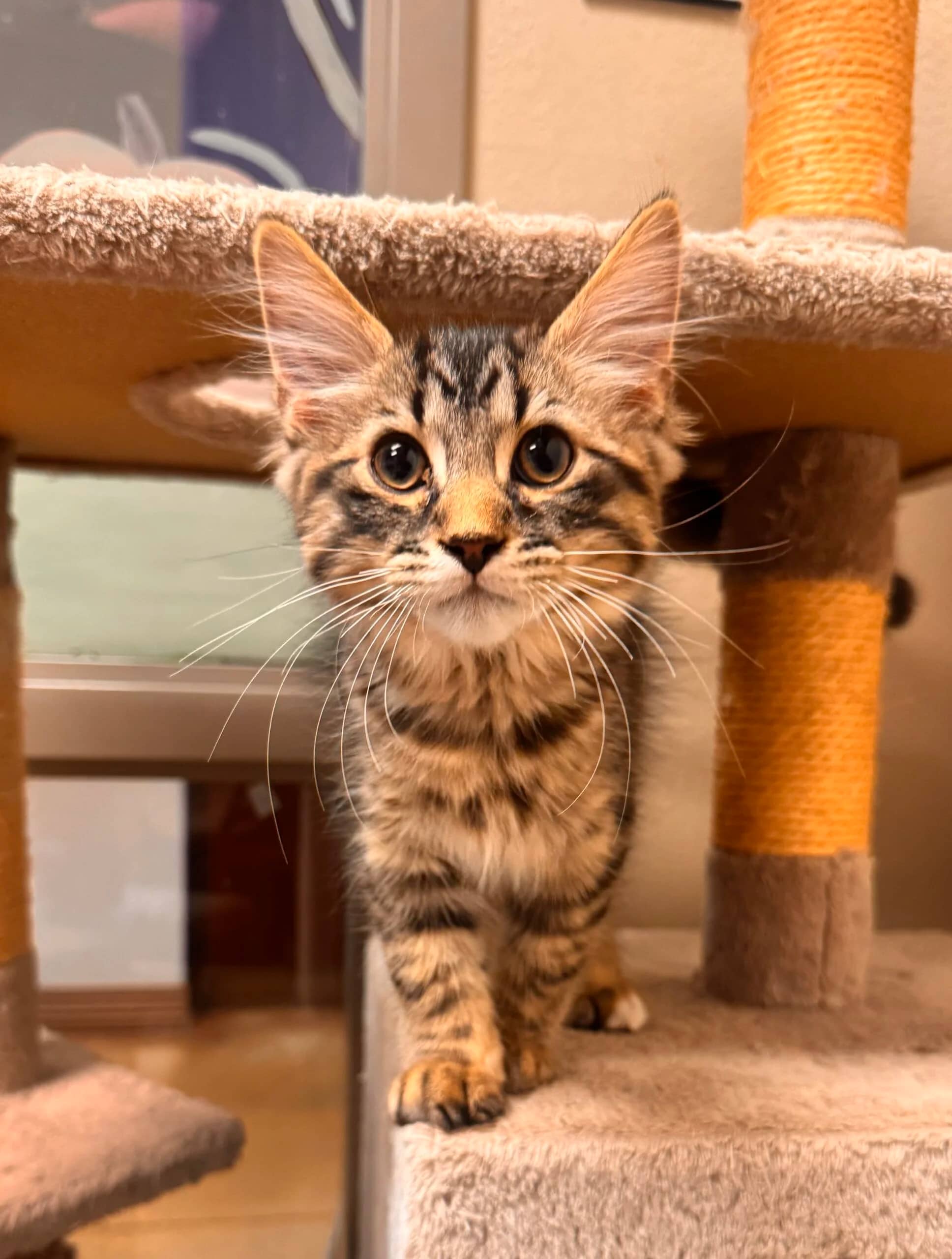 Pocus - Domestic Medium Hair cat available for adoption at Central Alberta Humane Society in Red Deer