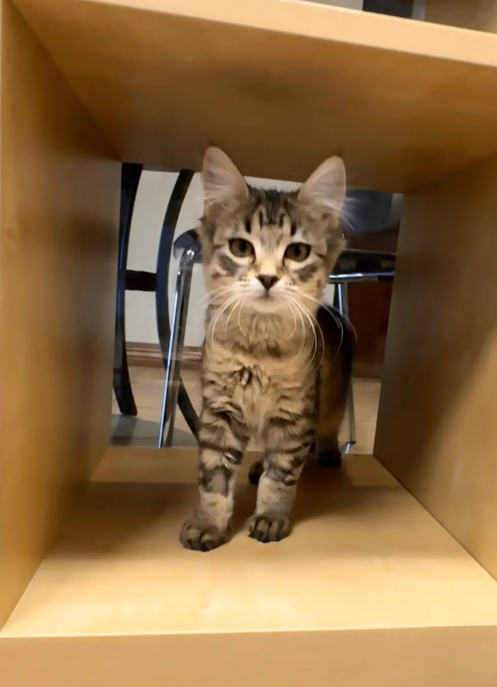Wonder Woman - Domestic Medium Hair available for adoption