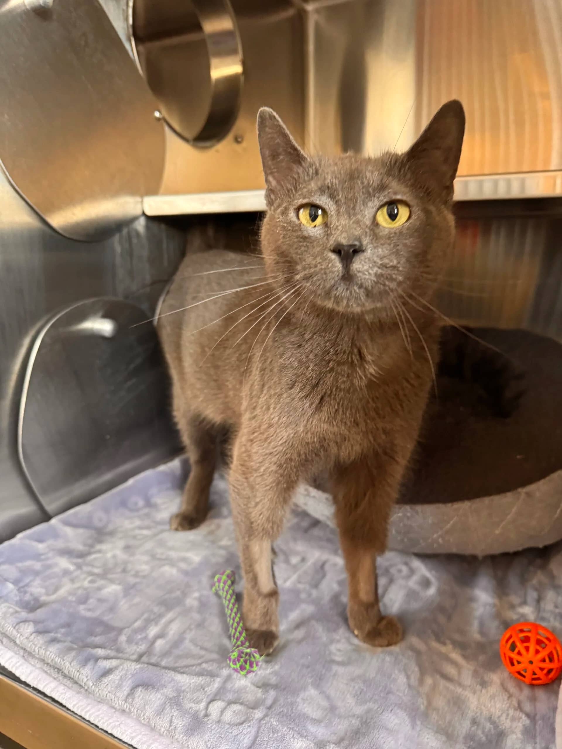 Pebbles - Domestic Short Hair cat available for adoption at Central Alberta Humane Society in Red Deer