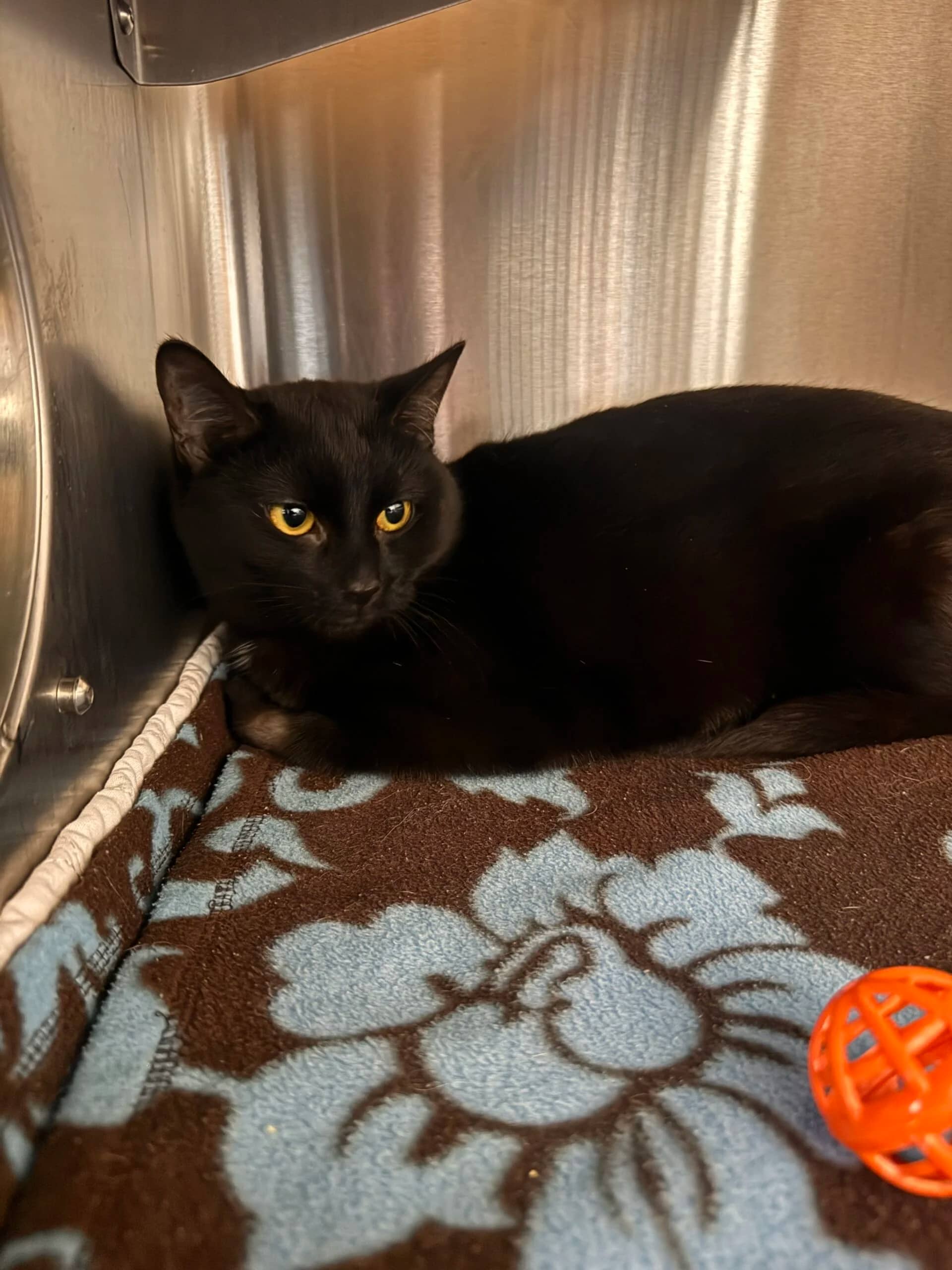 Merlin - Domestic short hair cat available for adoption at Central Alberta Humane Society in Red Deer
