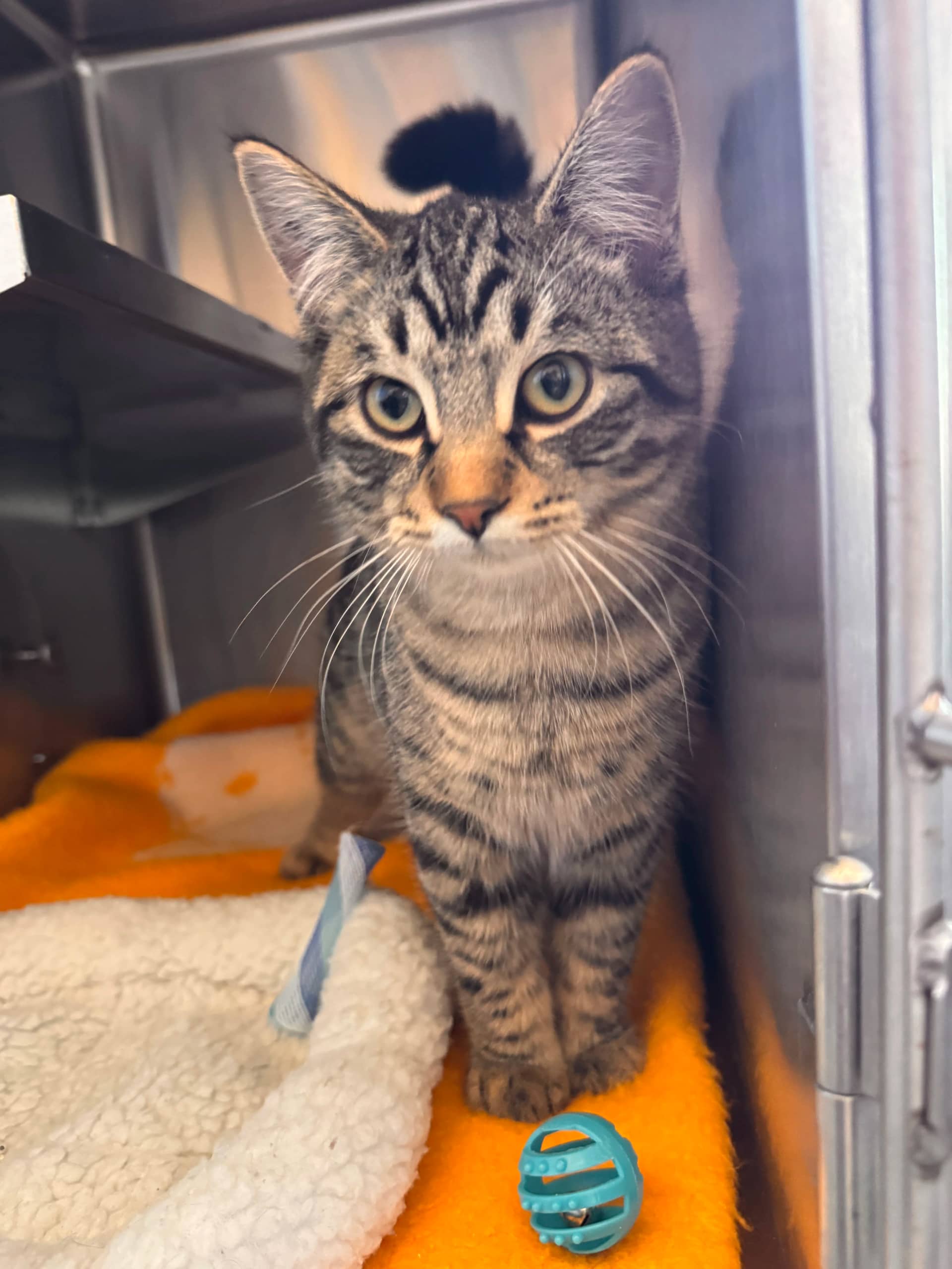 Harry Potter - Domestic Short Hair cat available for adoption at Central Alberta Humane Society in Red Deer