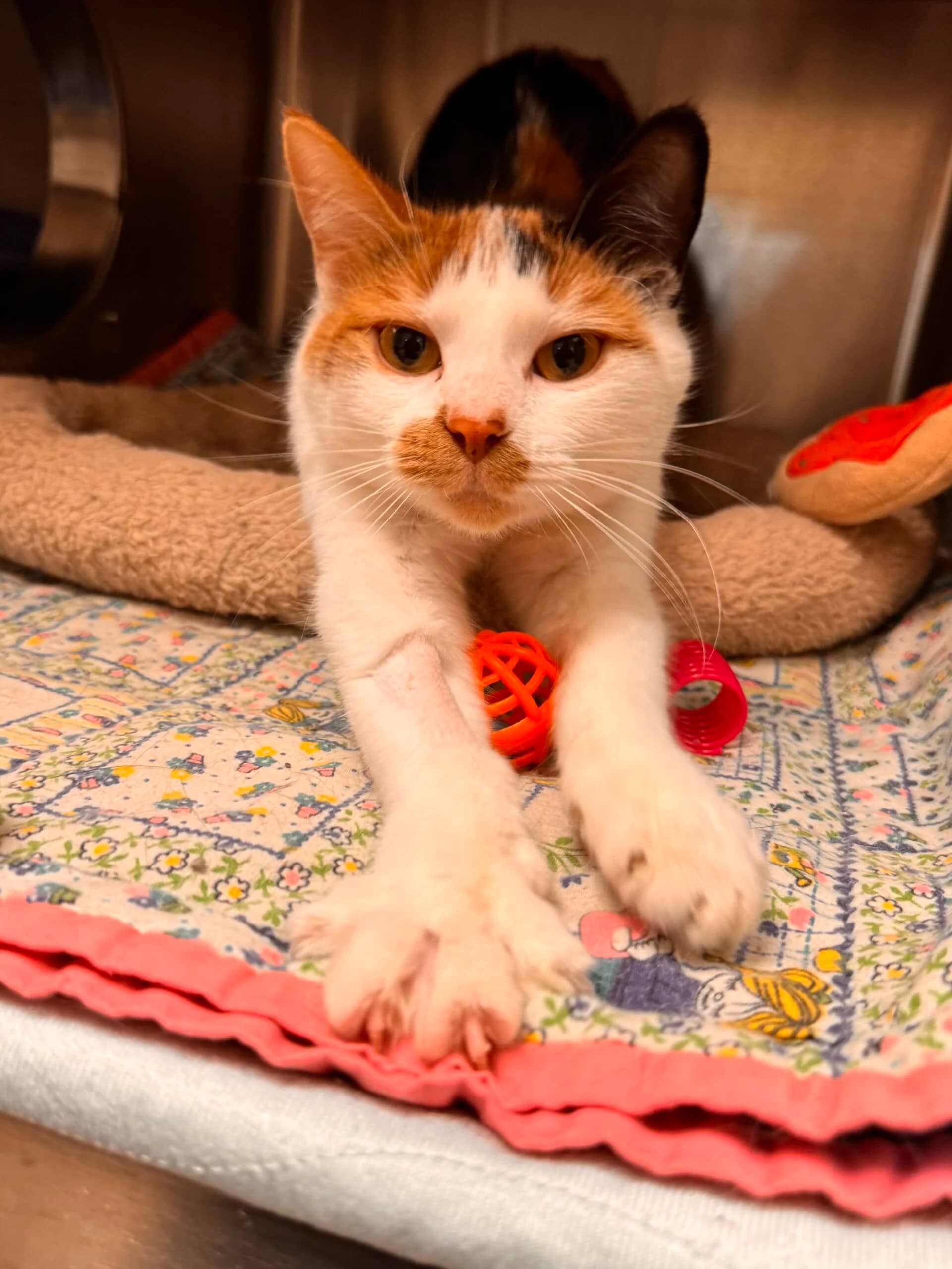 Lily - Domestic Short Hair cat available for adoption at Central Alberta Humane Society in Red Deer