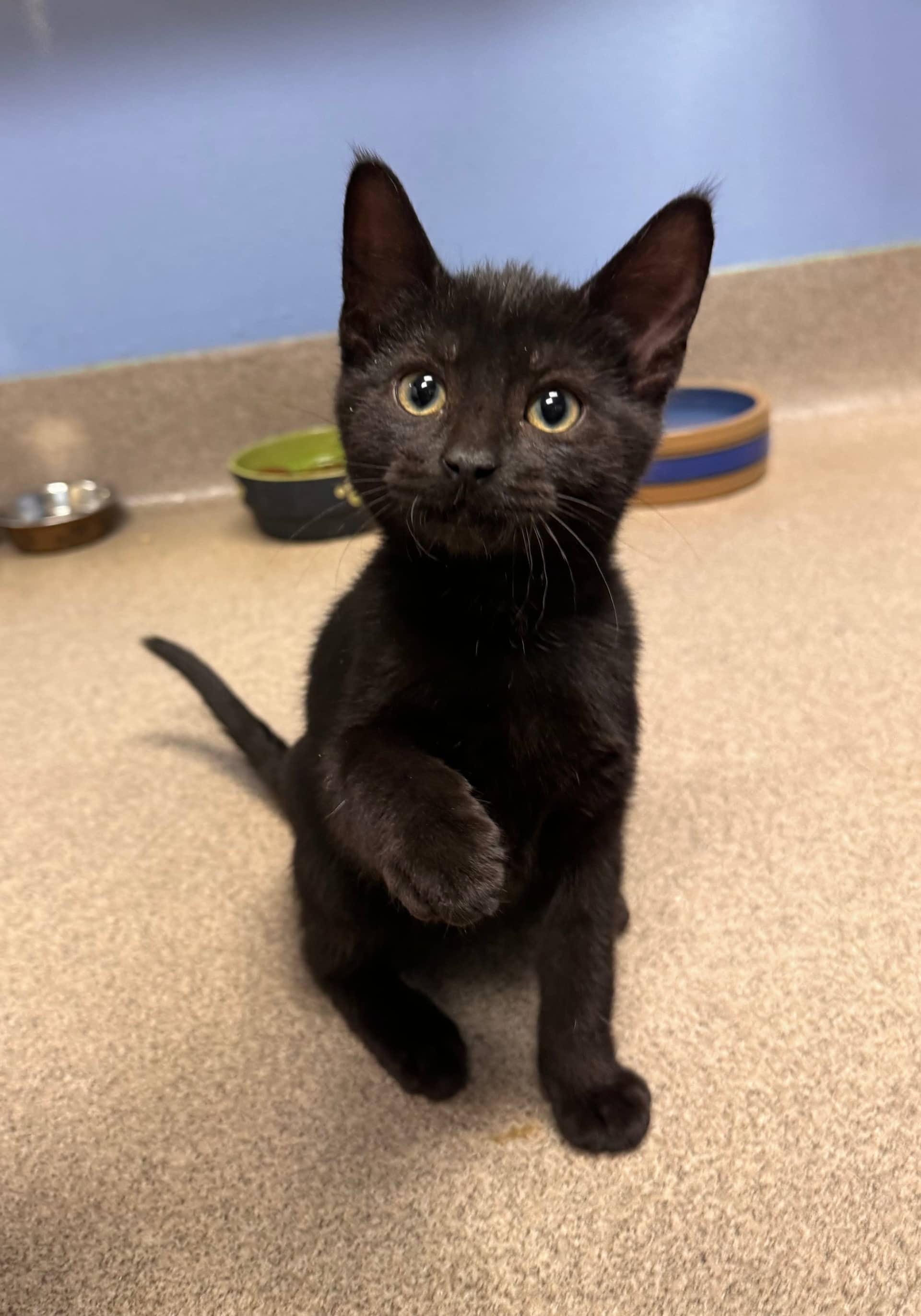 Wiggles - Domestic Short Hair available for adoption