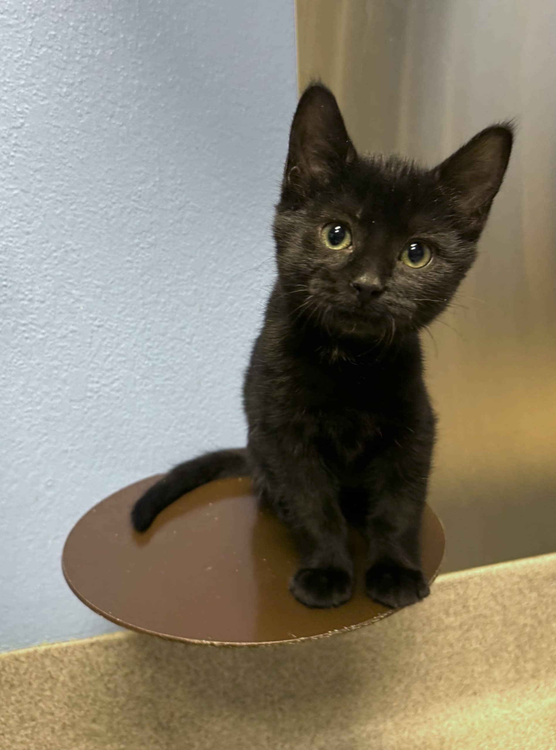 Willow - Domestic Short Hair cat available for adoption at Central Alberta Humane Society in Red Deer