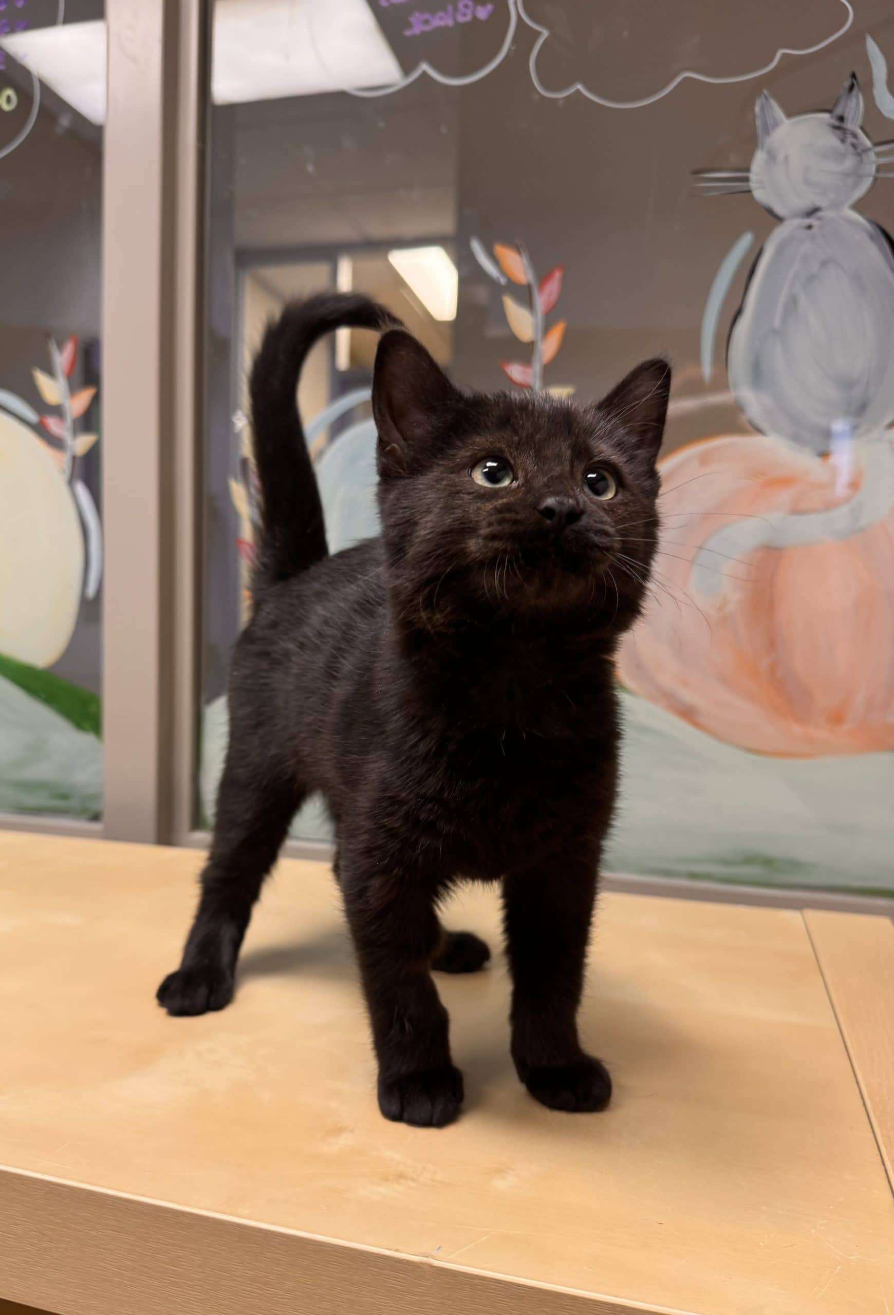 Winnie - Domestic Short Hair available for adoption