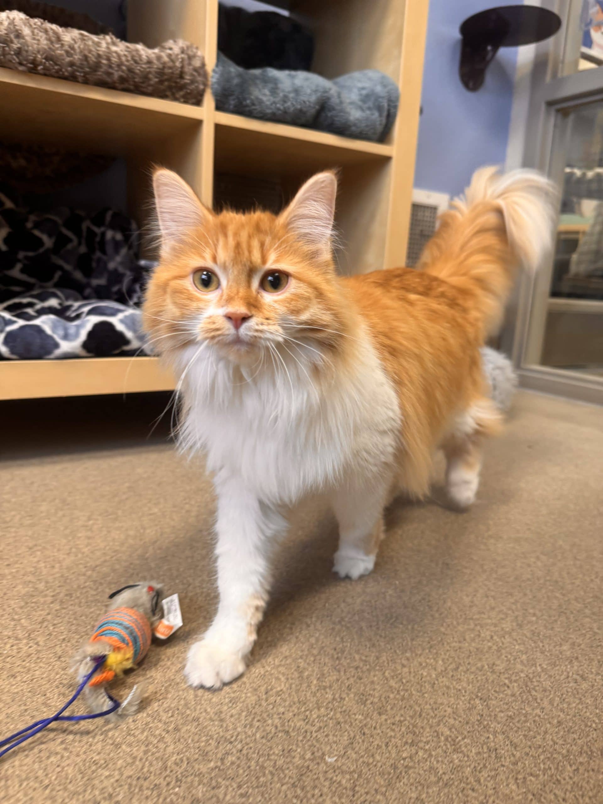 Peaches - Domestic Long Hair available for adoption