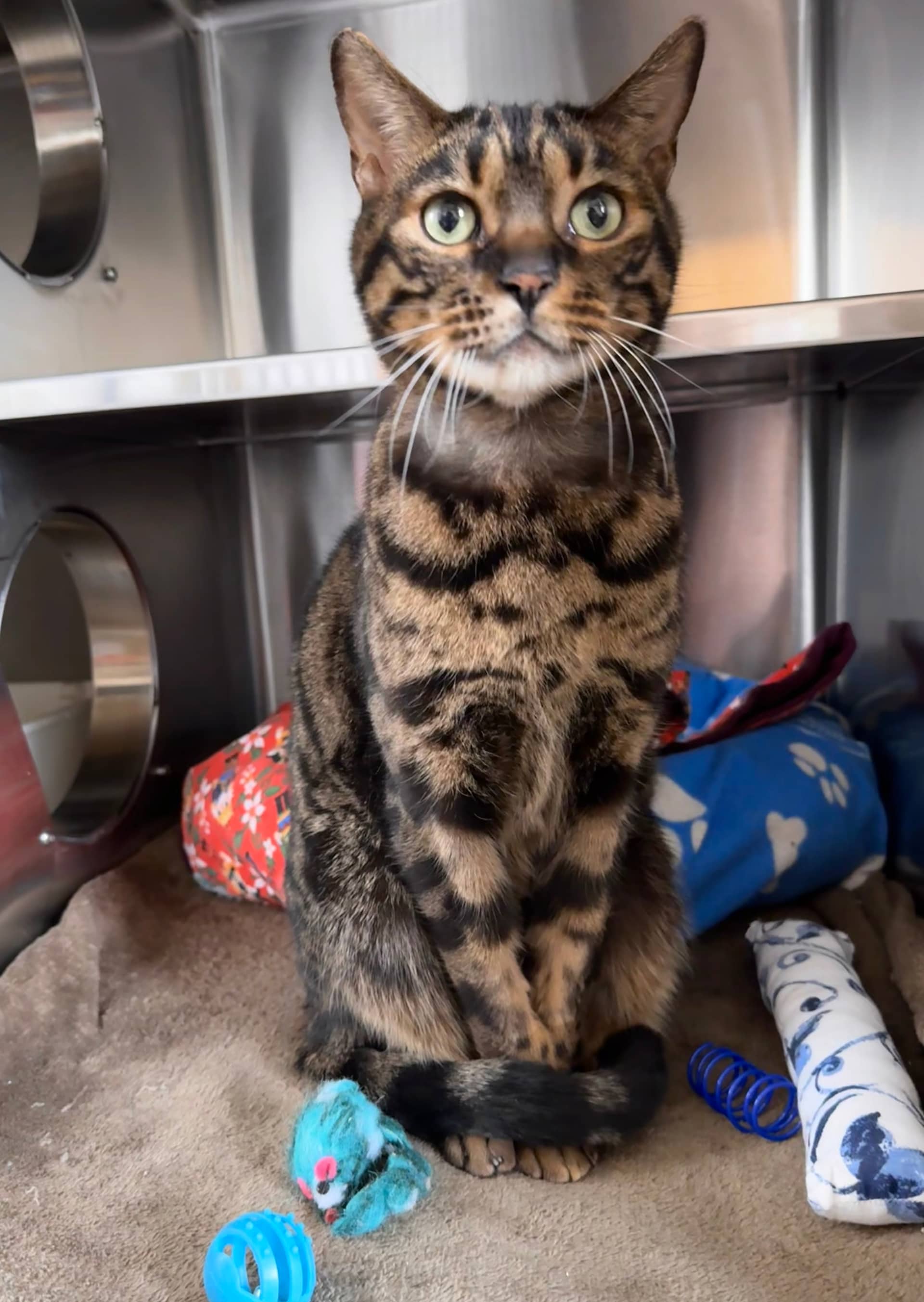 Benji - Domestic Short Hair cat available for adoption at Central Alberta Humane Society in Red Deer