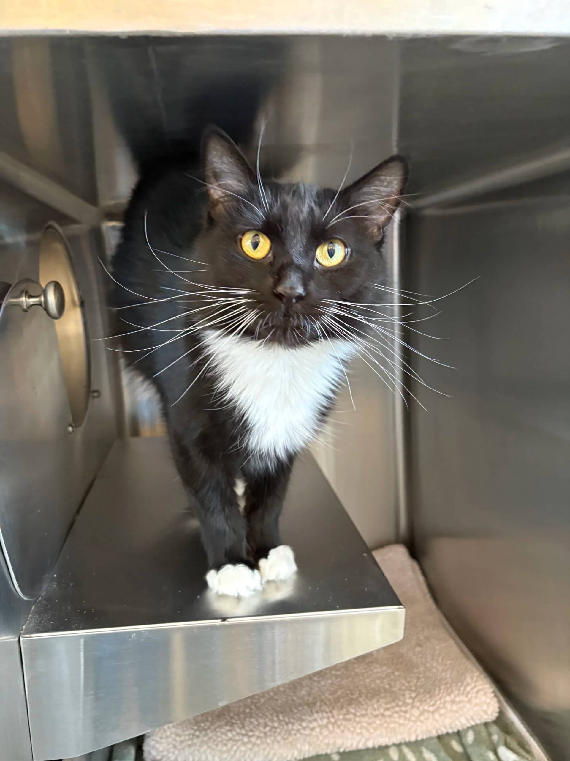 Presley - Domestic Medium Hair cat available for adoption at Central Alberta Humane Society in Red Deer