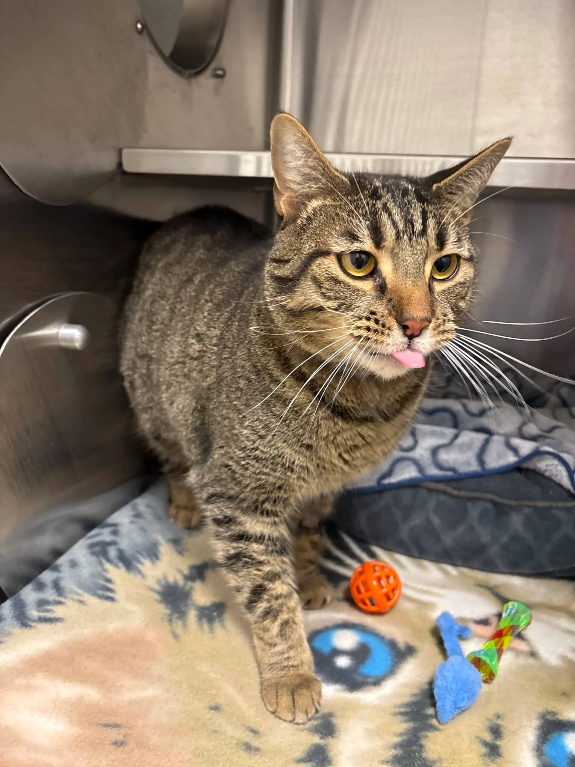 Butch - Domestic Short Hair cat available for adoption at Central Alberta Humane Society in Red Deer