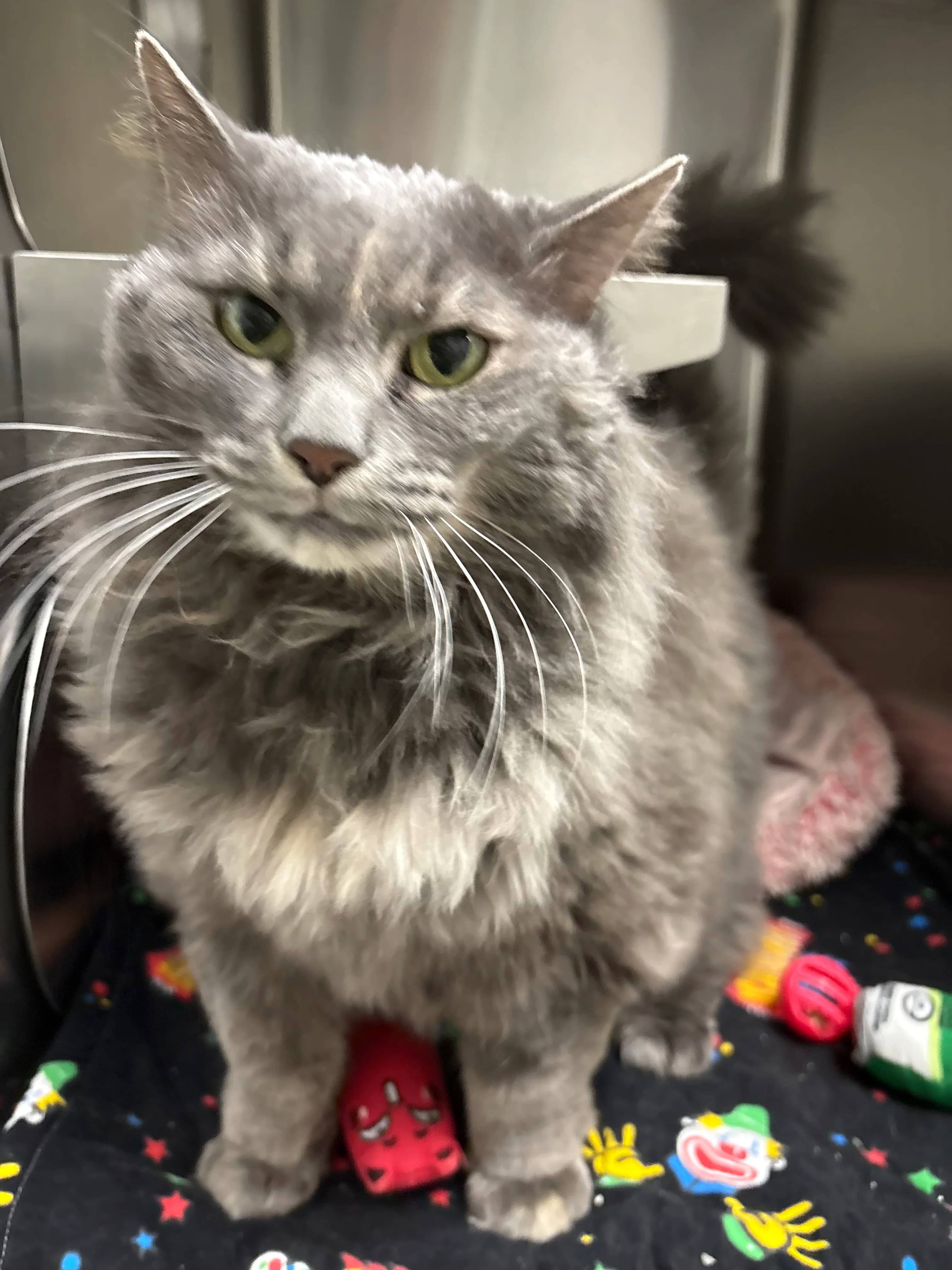 Ash - Domestic Medium Hair cat available for adoption at Central Alberta Humane Society in Red Deer