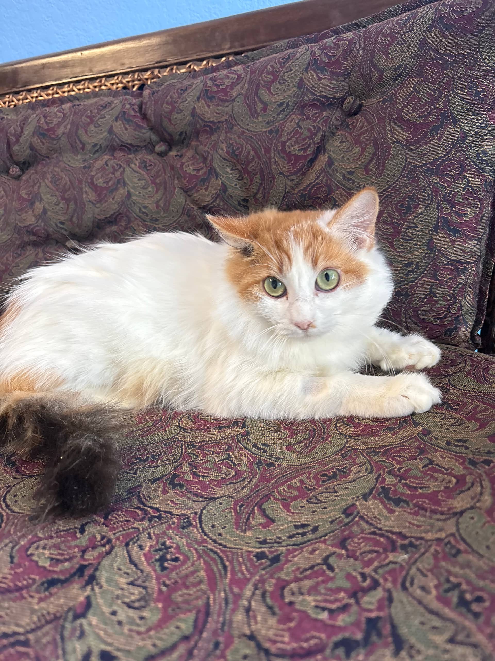 Ginny Weasley - Domestic Medium Hair available for adoption