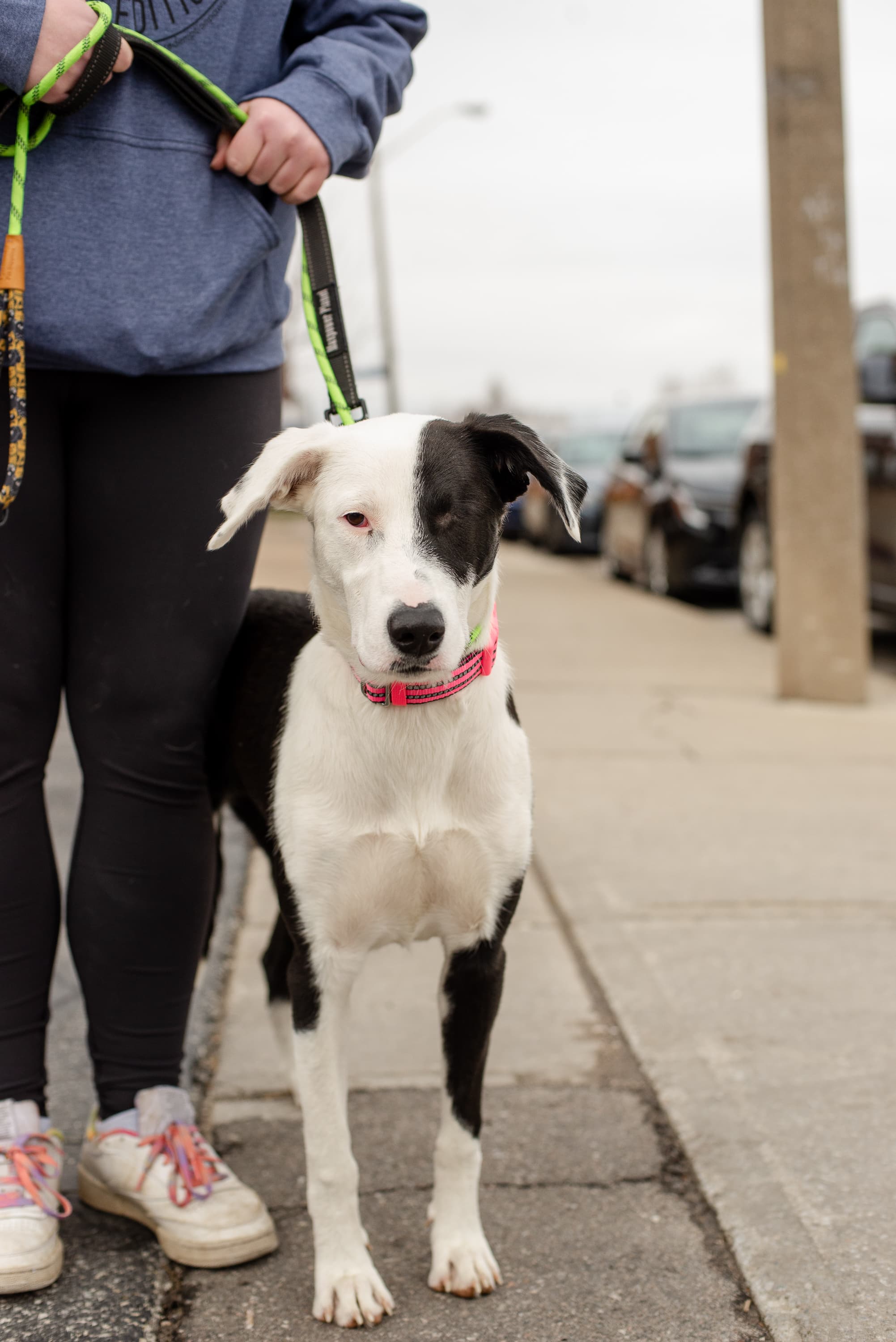 Jeddah - Mixed Breed available for adoption