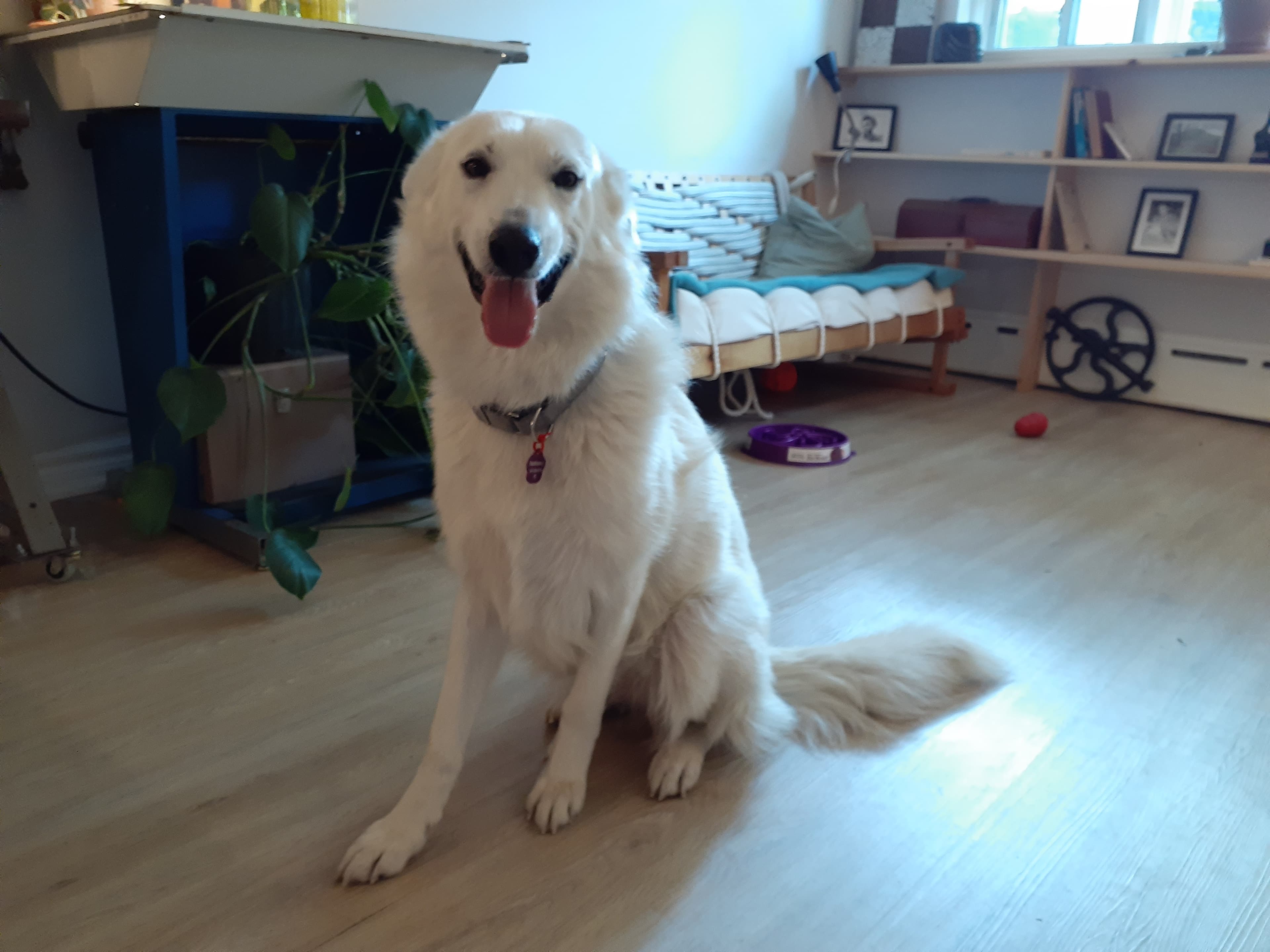 Siracusa - Mixed Breed available for adoption