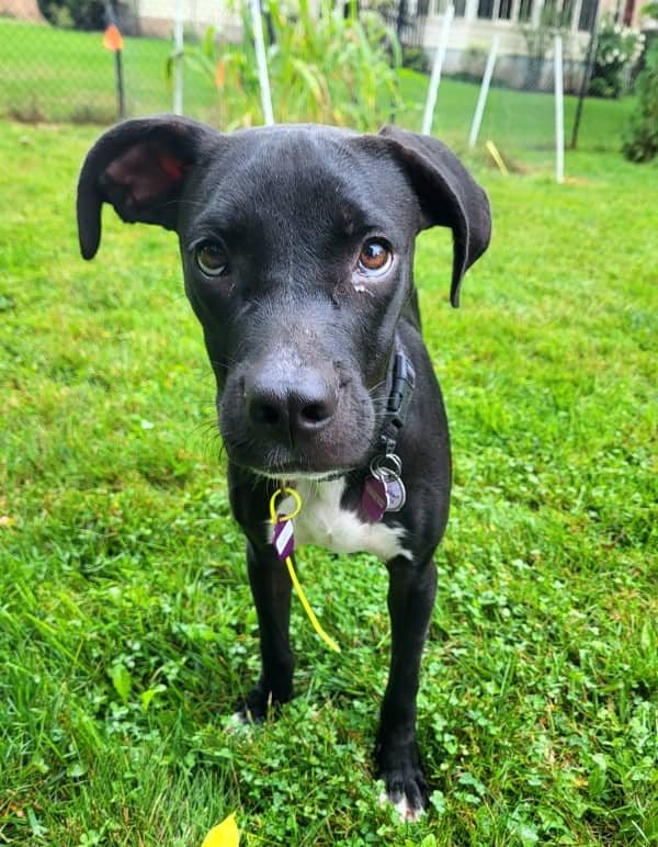 Kings - Mixed Breed available for adoption in Ontario