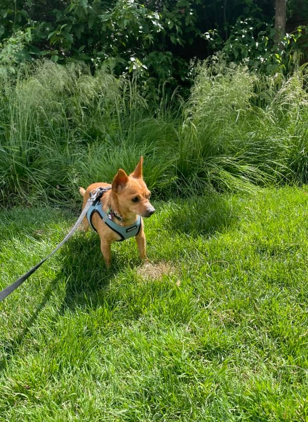 Novara - Mixed Breed available for adoption