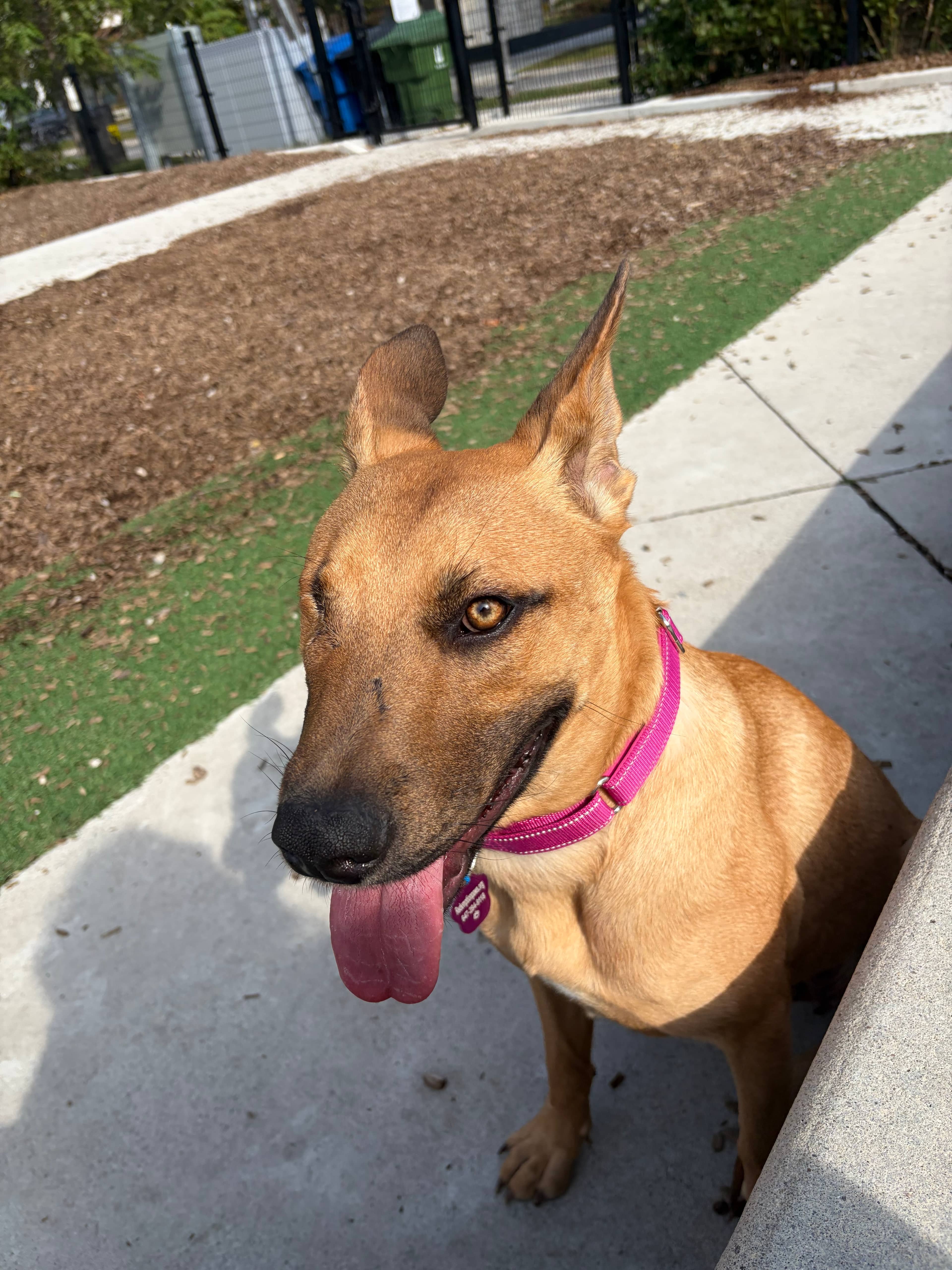 Belladonna - Mixed Breed available for adoption in Ontario